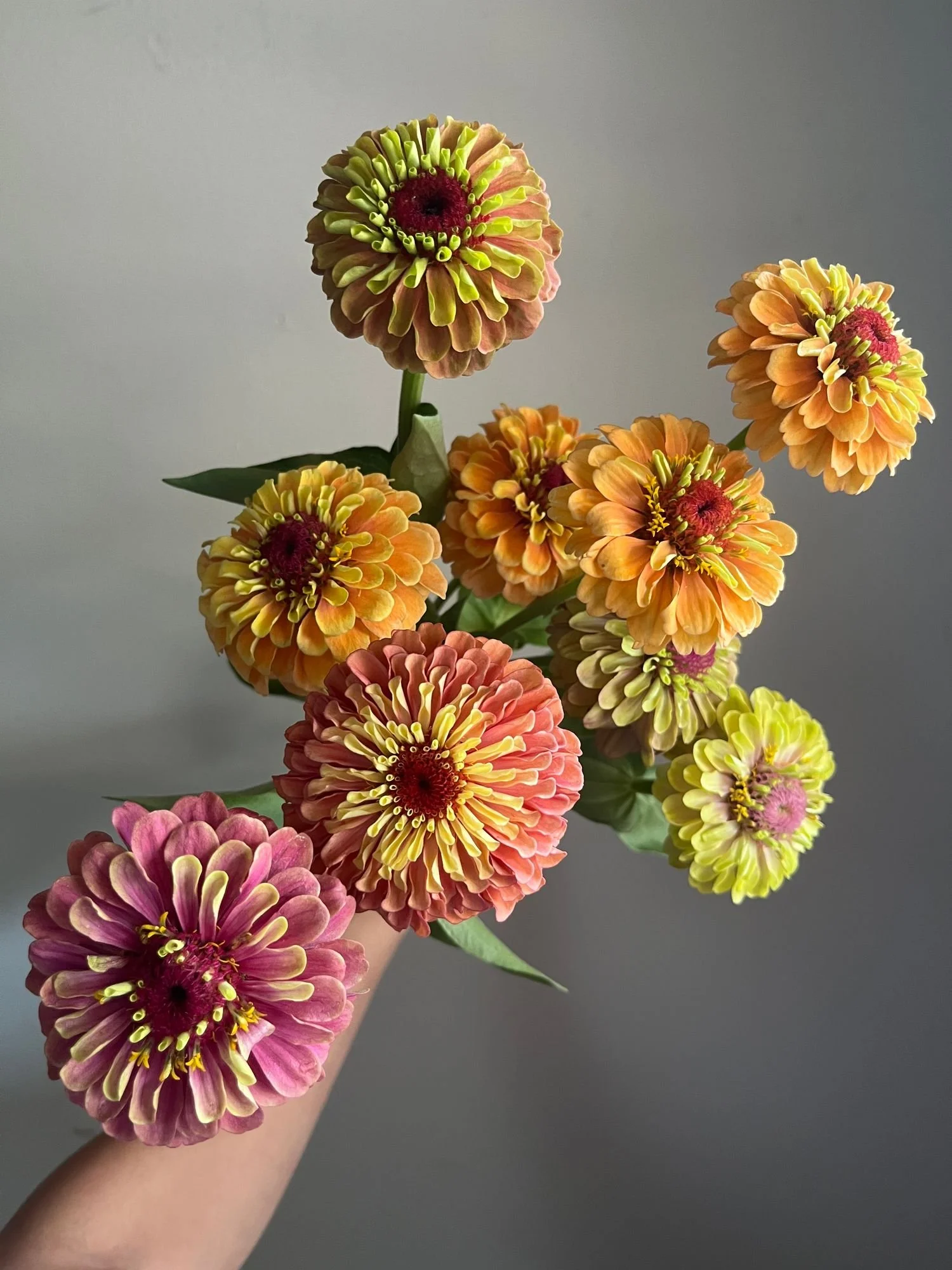 Zinnias 'Queen Lime Mix'