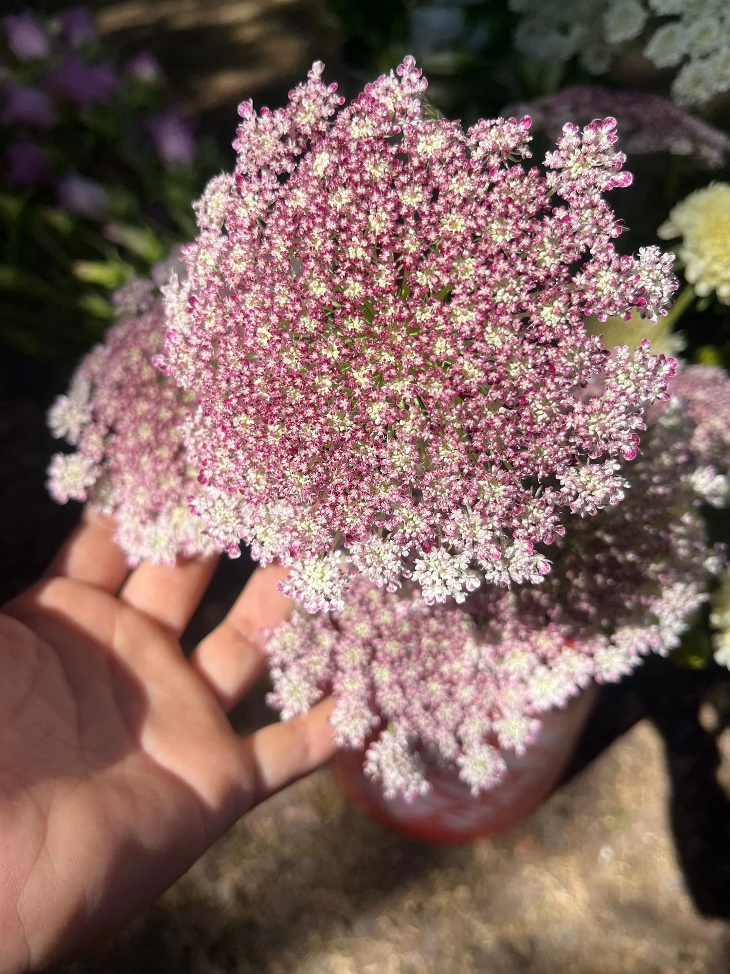 Chocolate Queen Anne's Lace