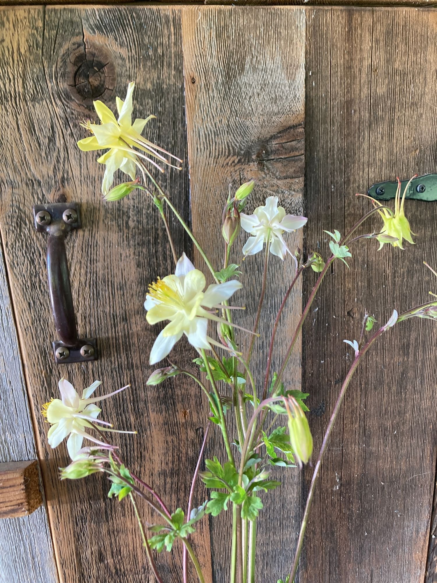 Columbine 'Yellow'