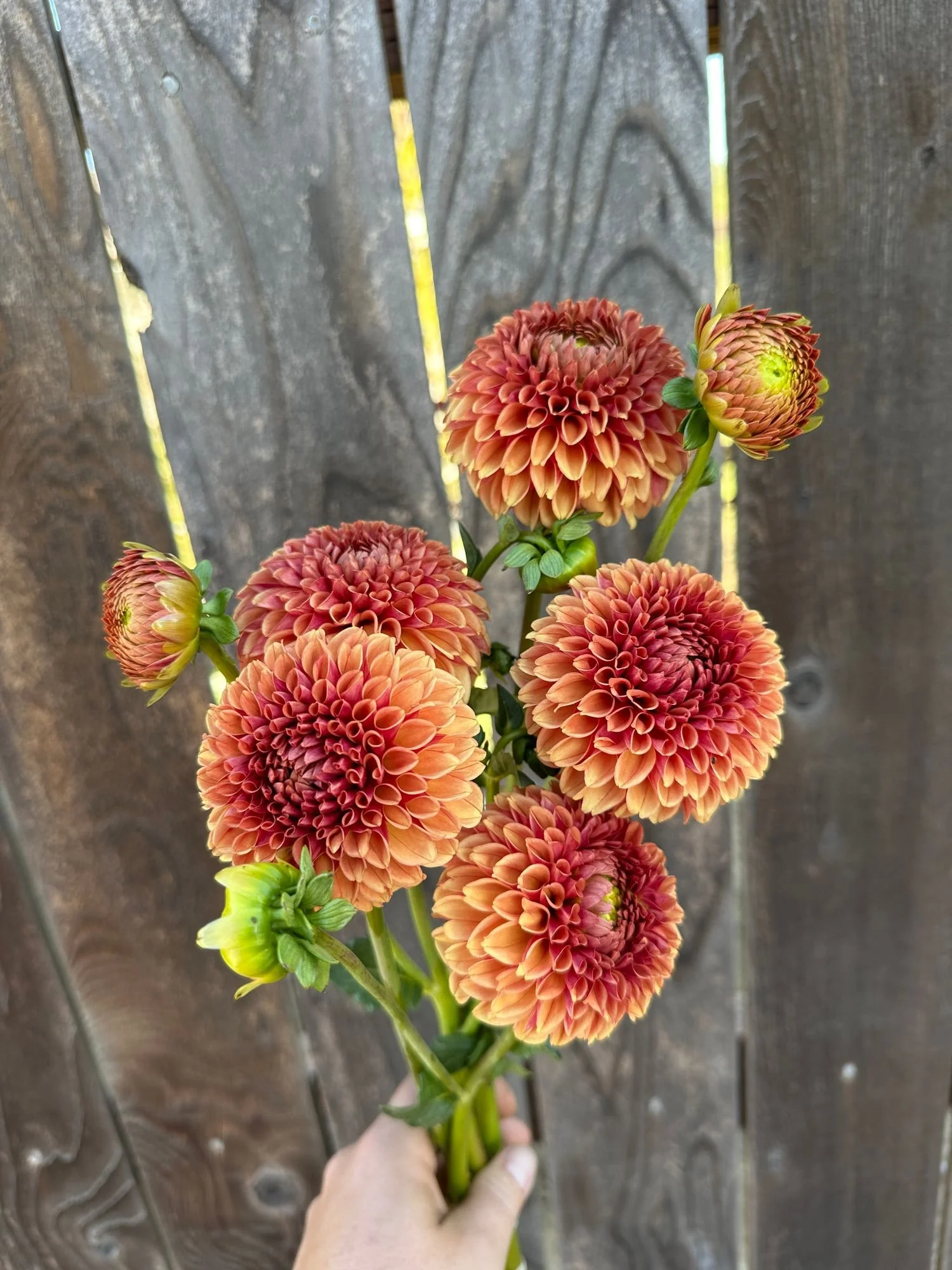 Dahlia 'Hy Suntan'