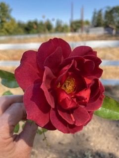 Rose 'Hot Cocoa'