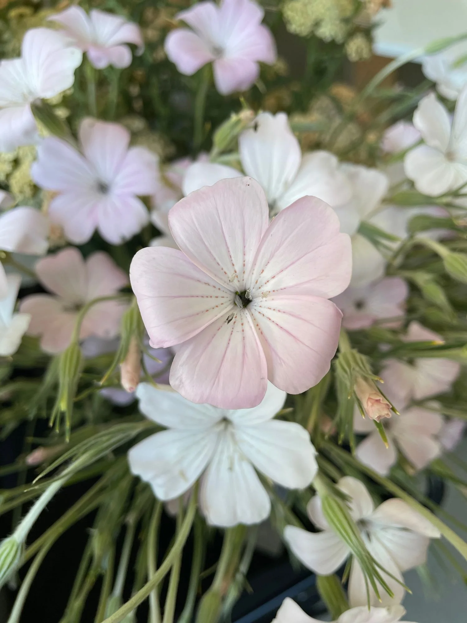 Agrostemma 'Dawn Creek Blush'