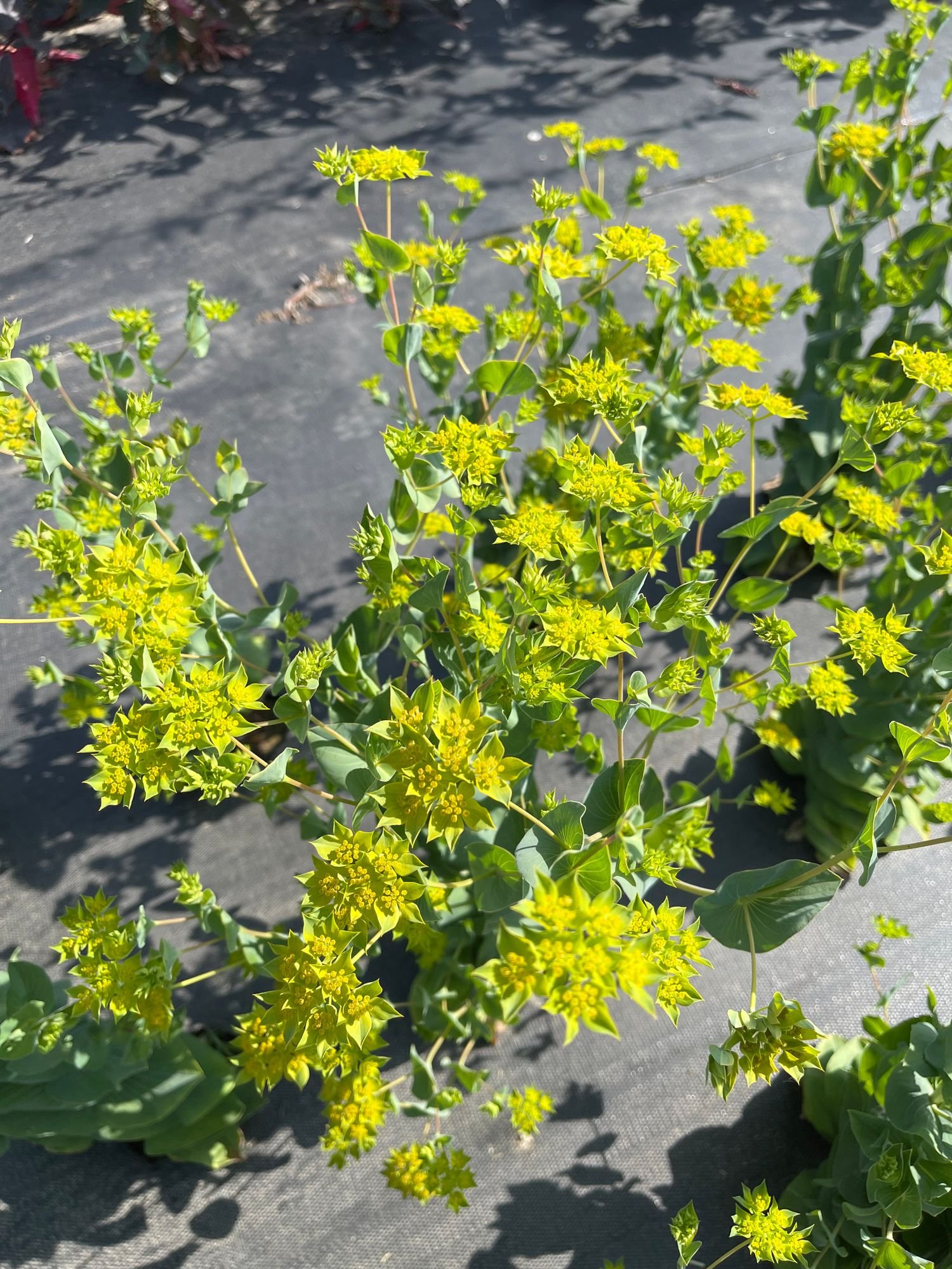Bupleurum