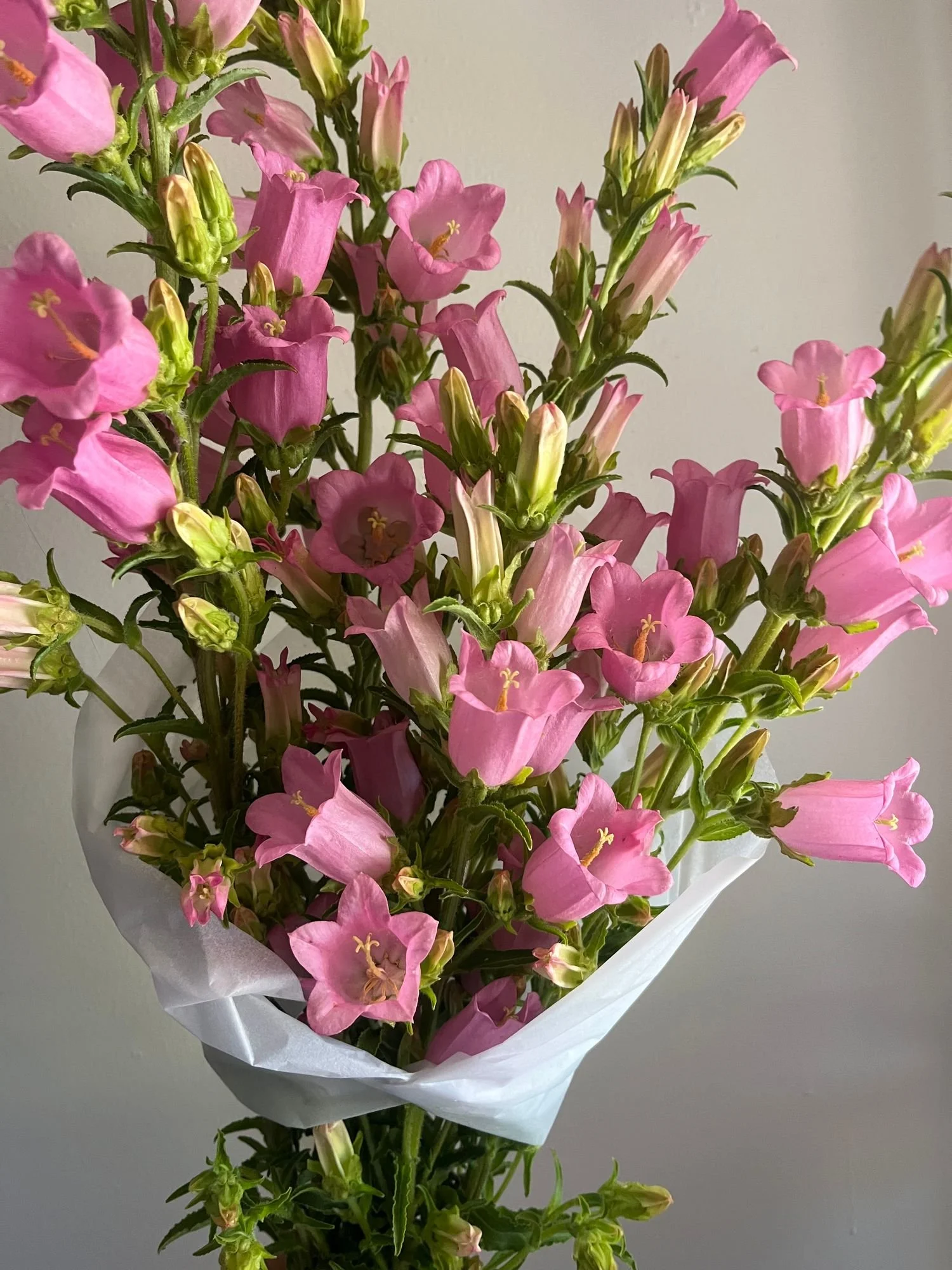 Campanula 'Champion II Pink'