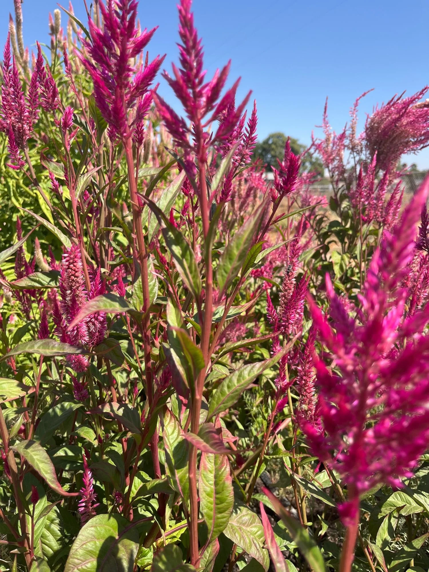 Celosia 'Magenta'
