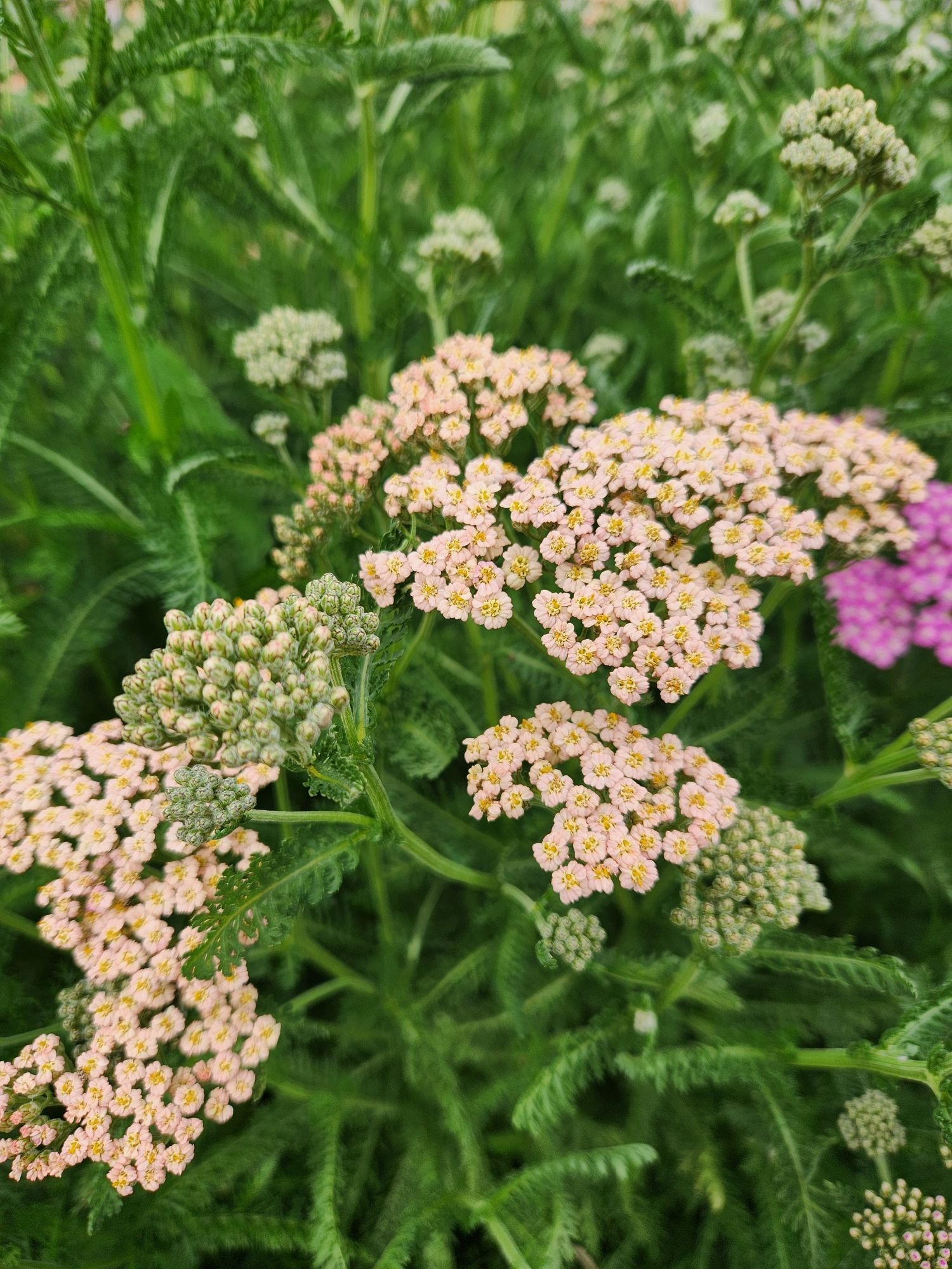 Yarrow 'Summer Pastels'