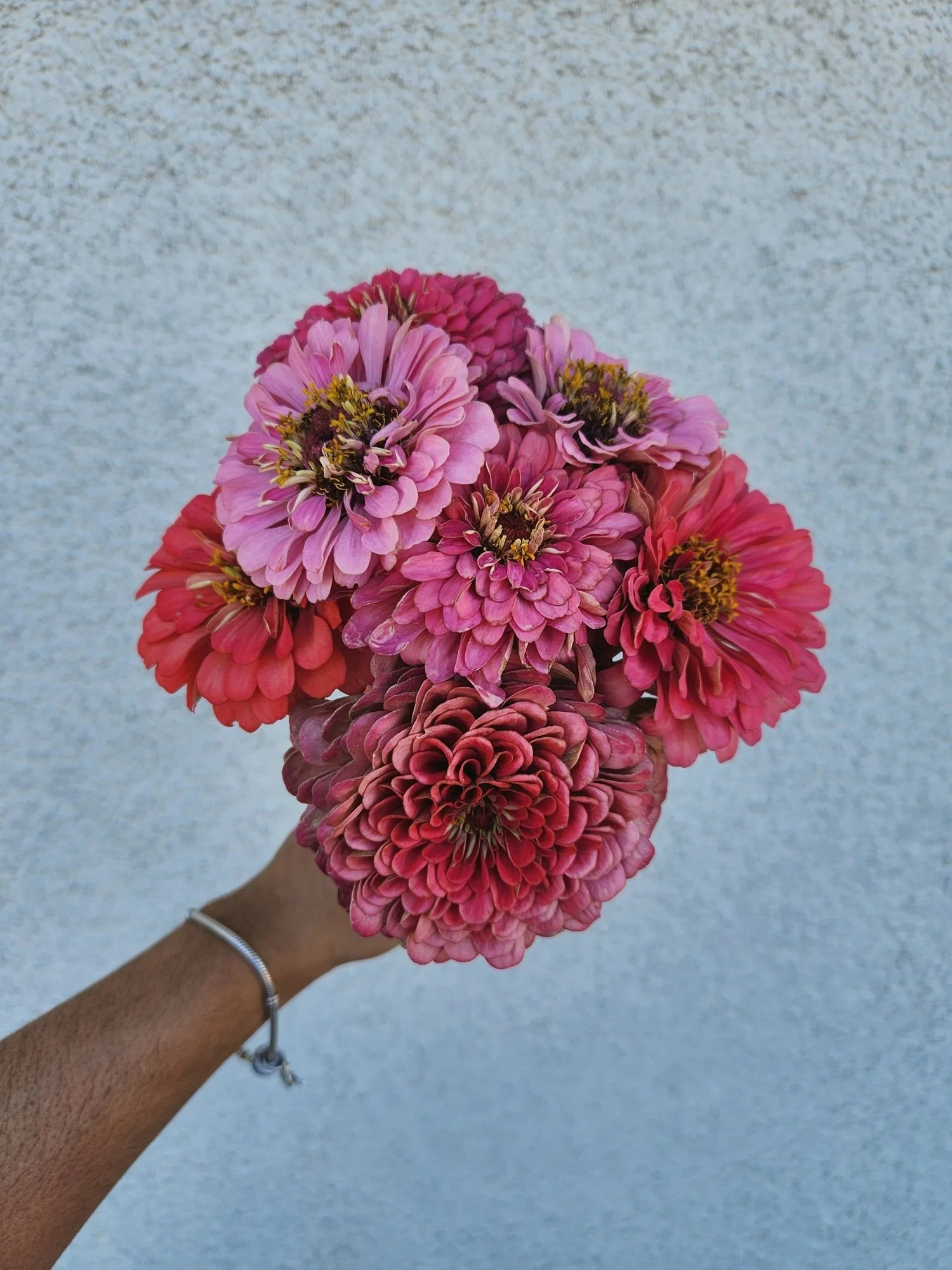 Zinnias 'Benarys Giant Pink'