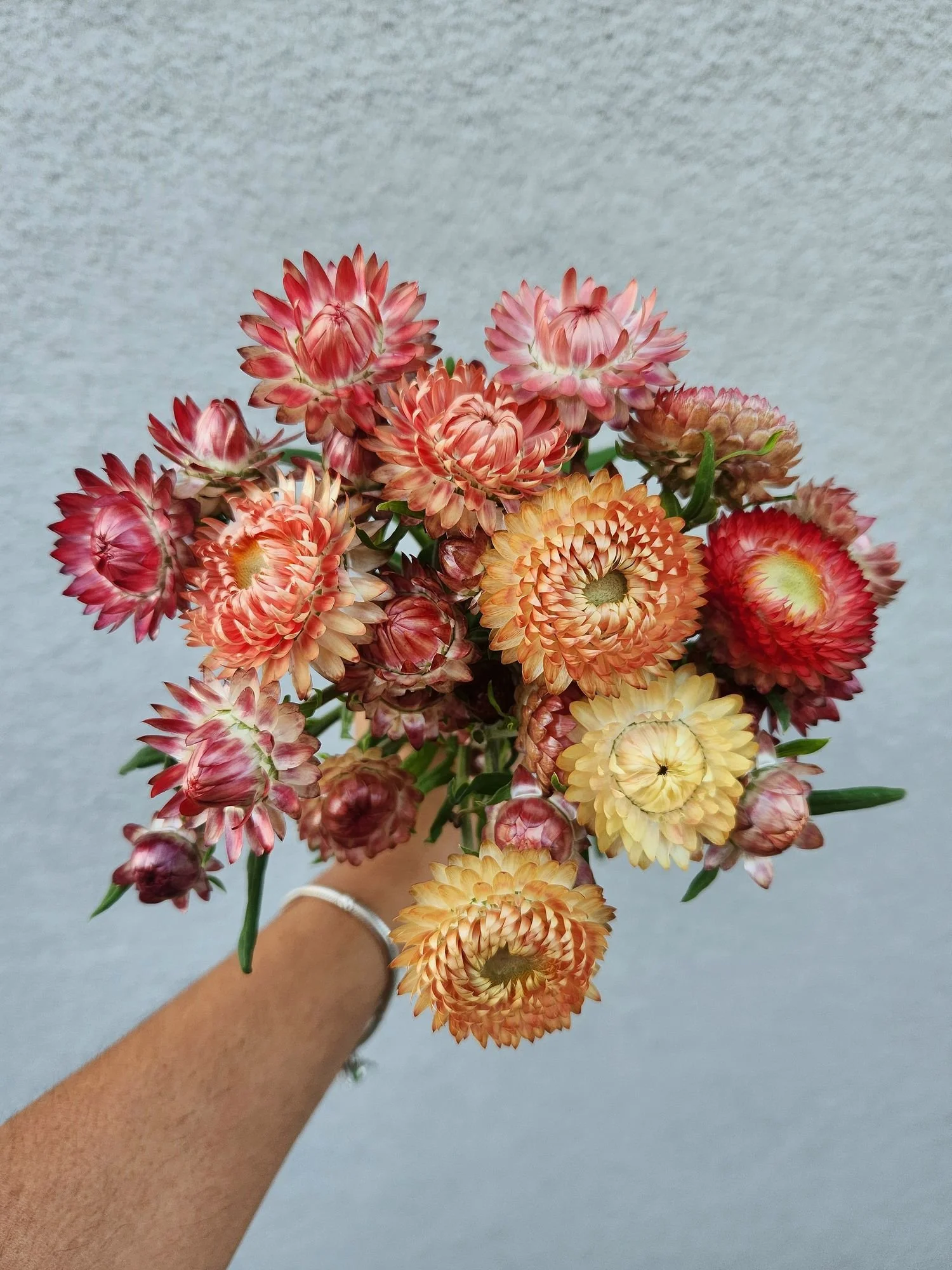 Strawflower 'Apricot Peach'