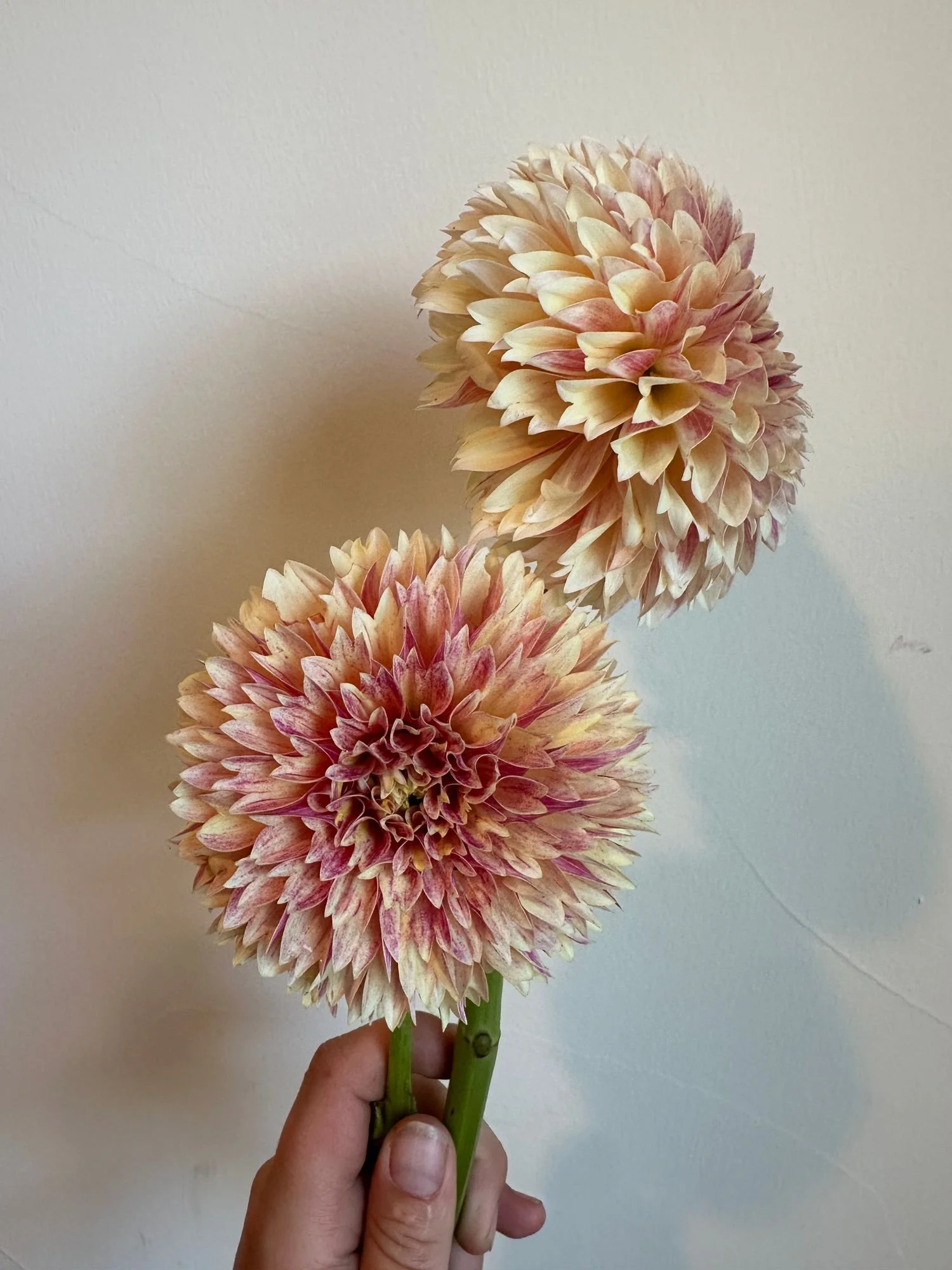 Dahlia 'Sweet Suzanne'