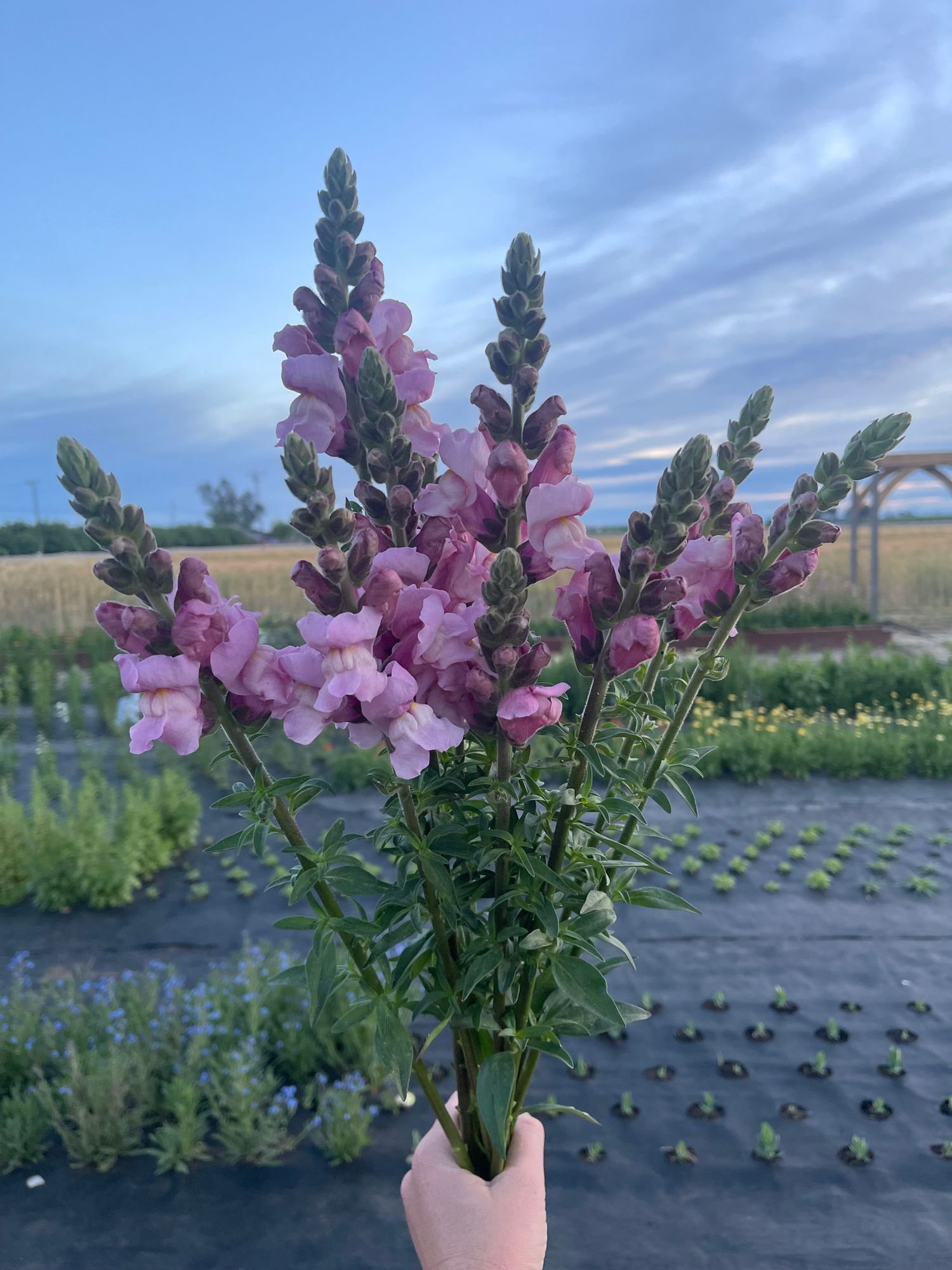 Snapdragon 'Potomac Lavender'