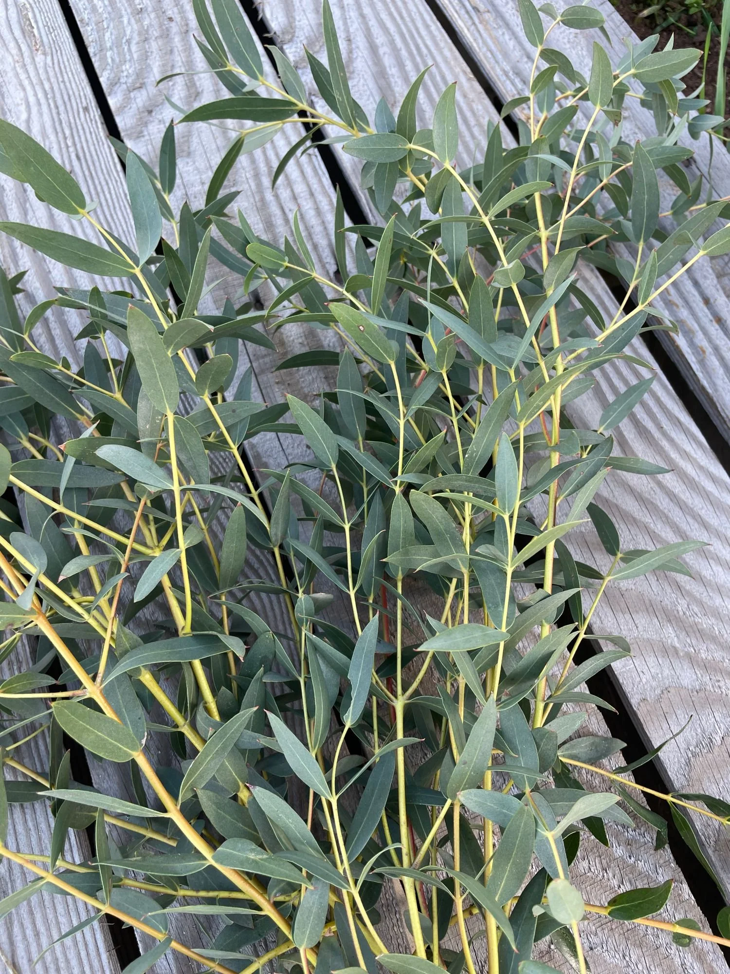 Eucalyptus 'Parvula'