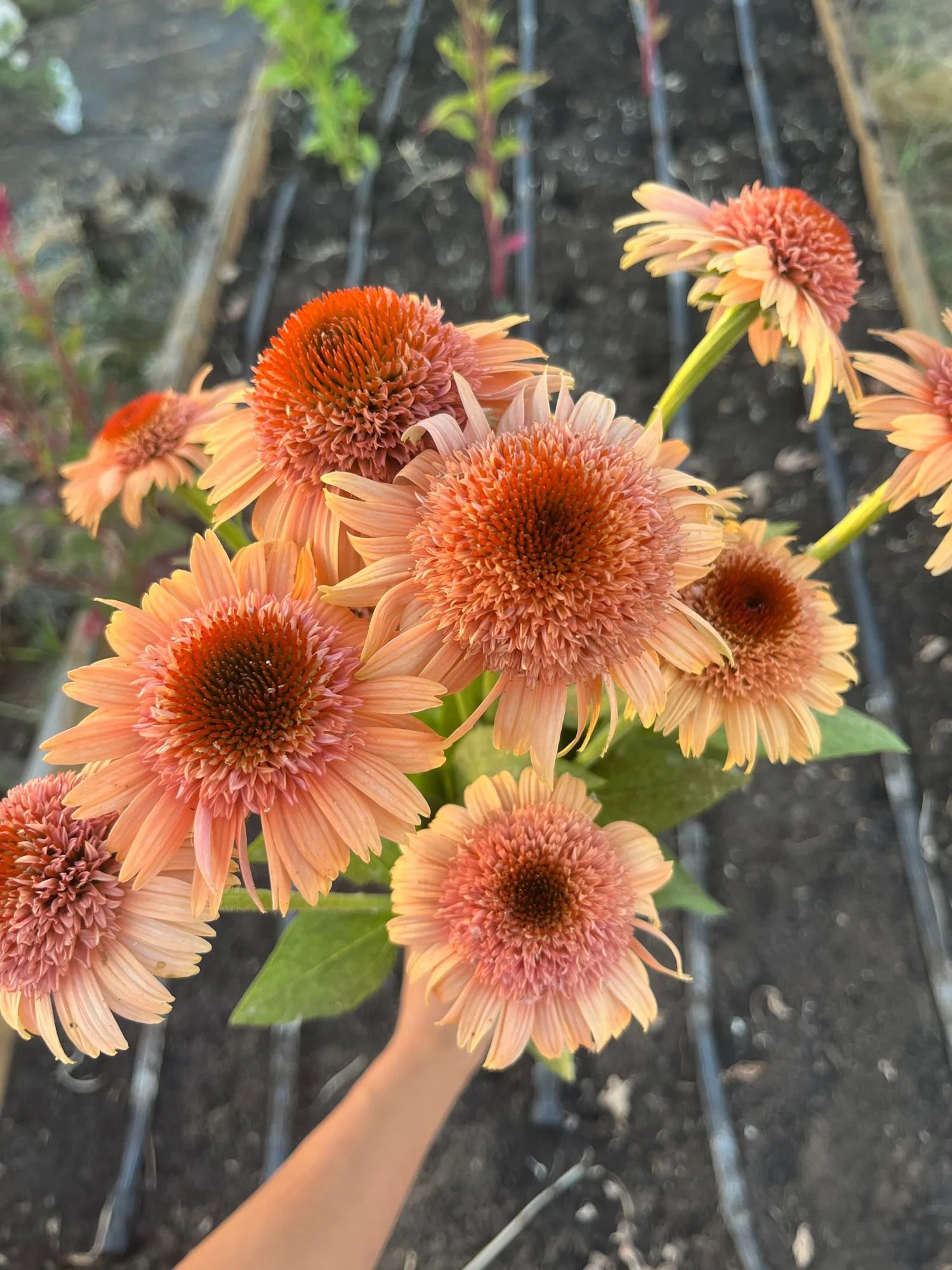 Echinacea 'Supreme Cantaloupe'