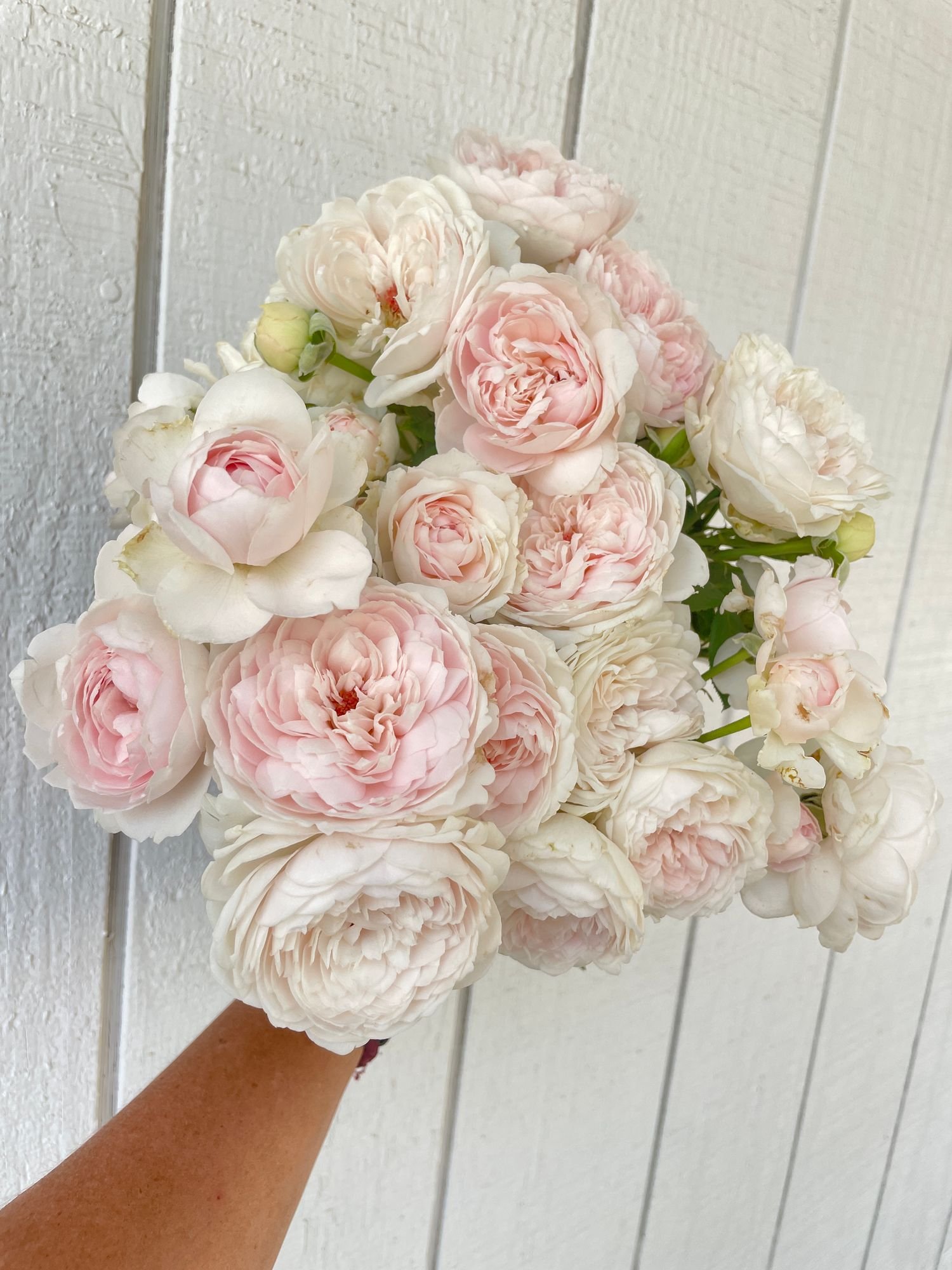 Rose 'Parfuma Bliss'