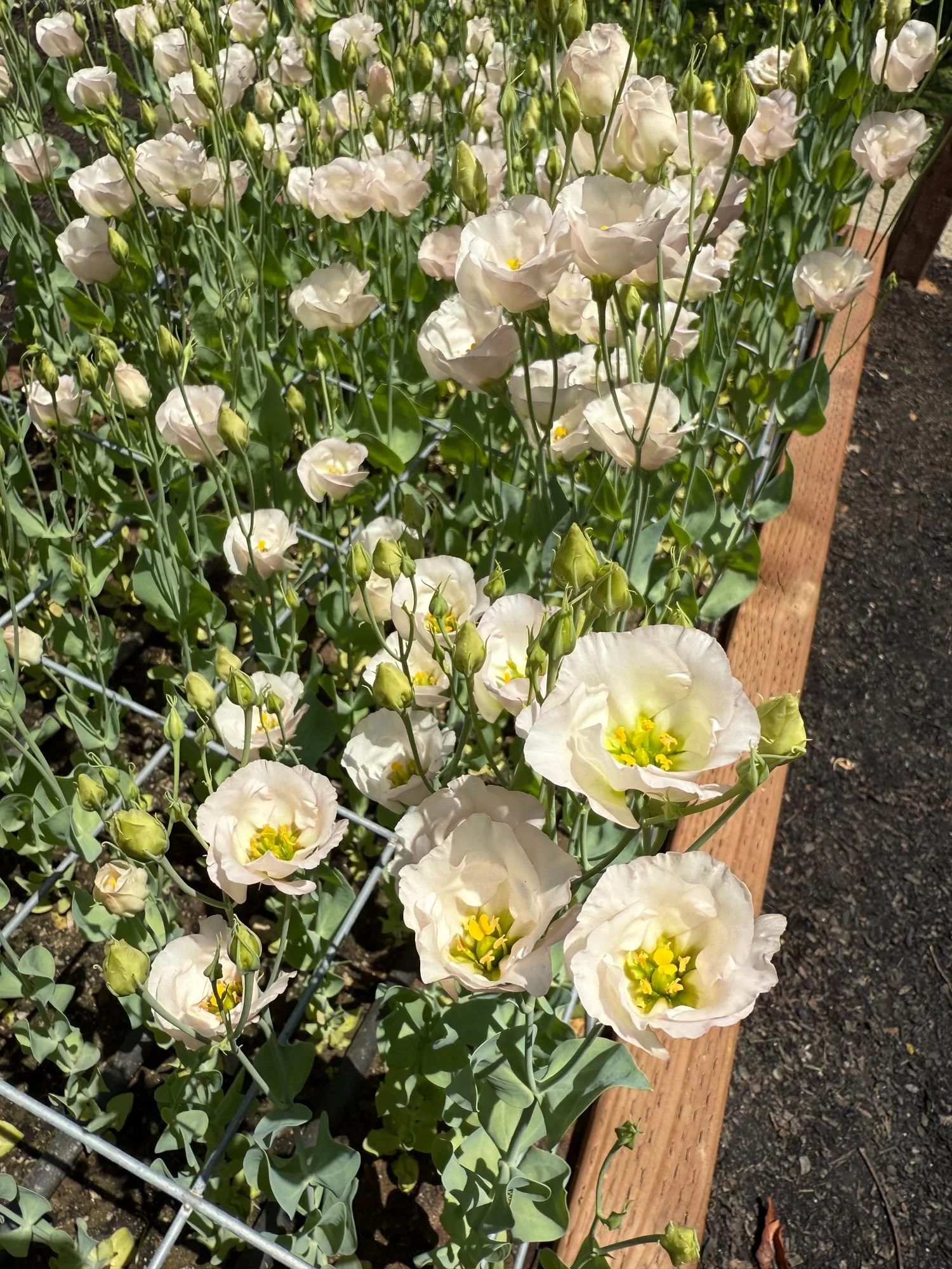 Lisianthus 'Sumika Feminine'
