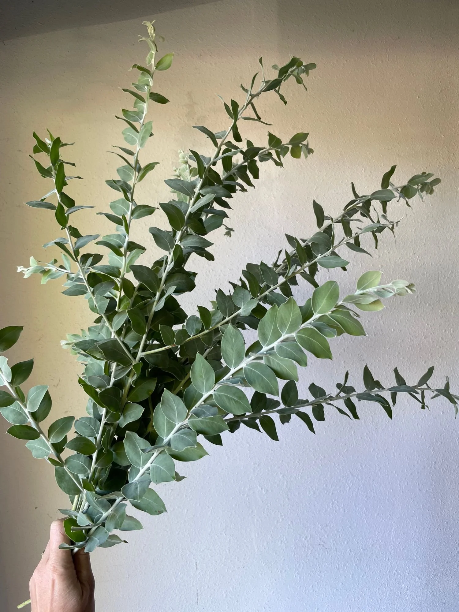 Acacia 'Pearl'