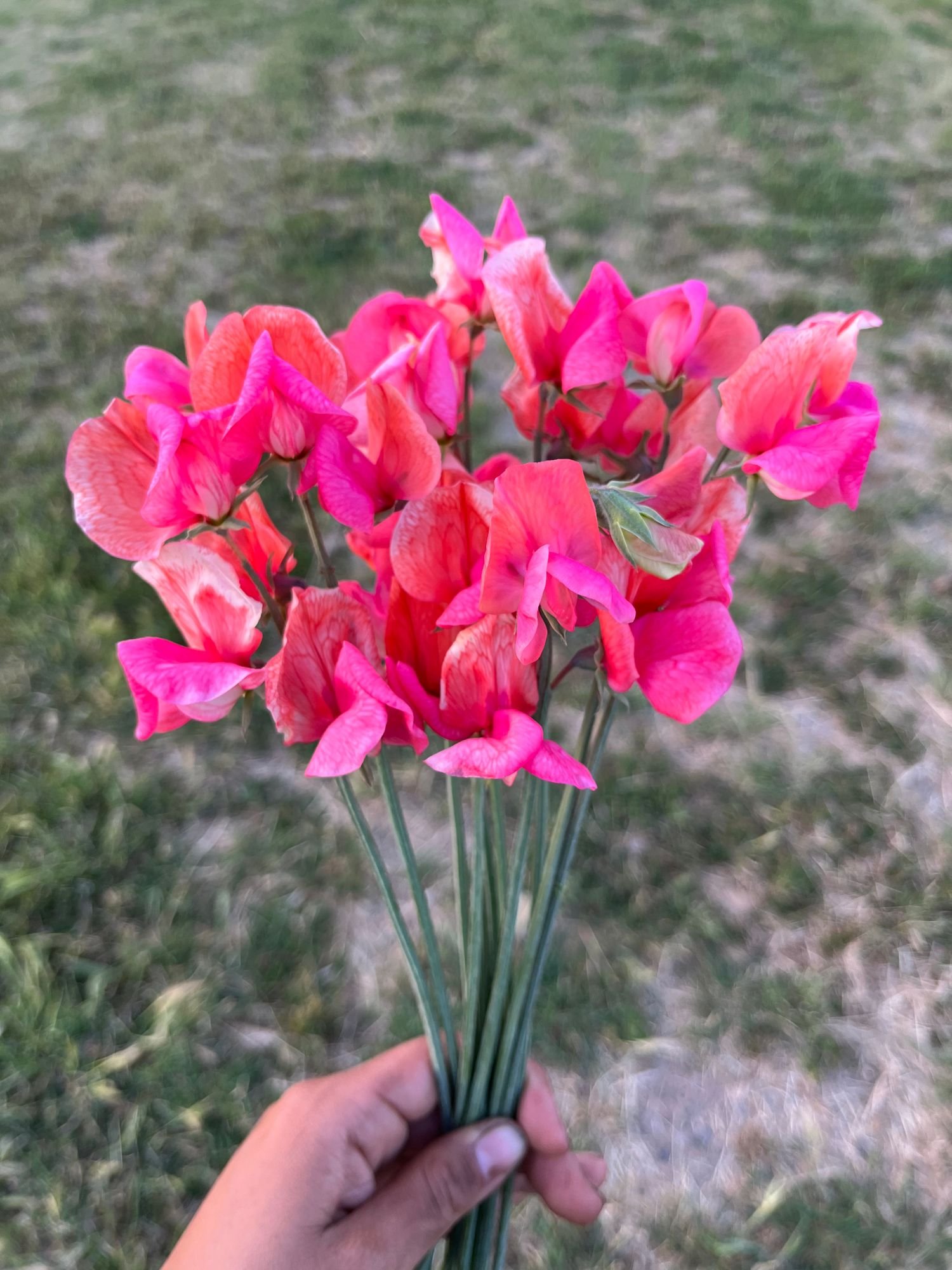 Sweet Pea 'Hot Pink'