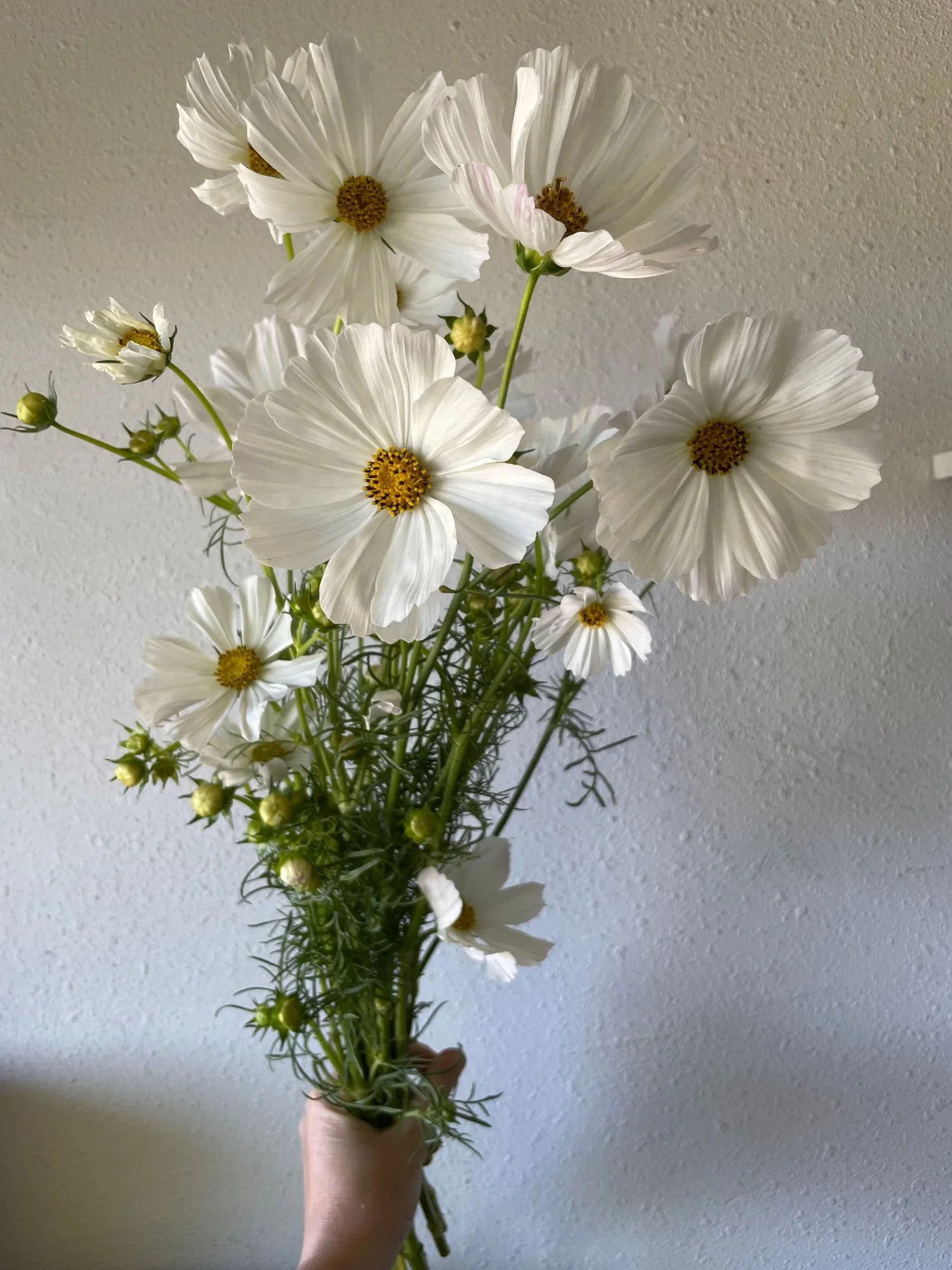 Cosmos 'Afternoon White'