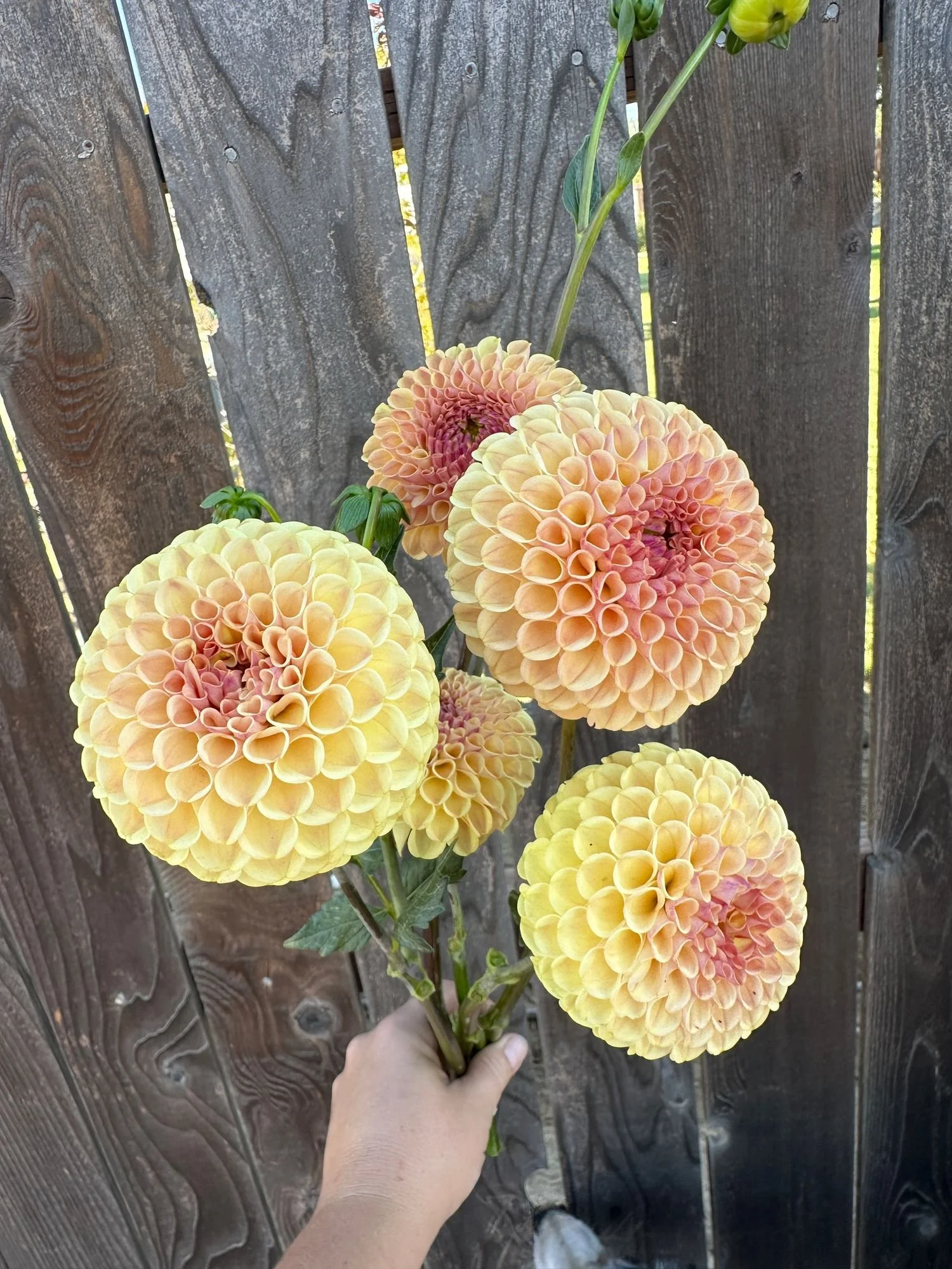 Dahlia 'Ferncliff Spice'