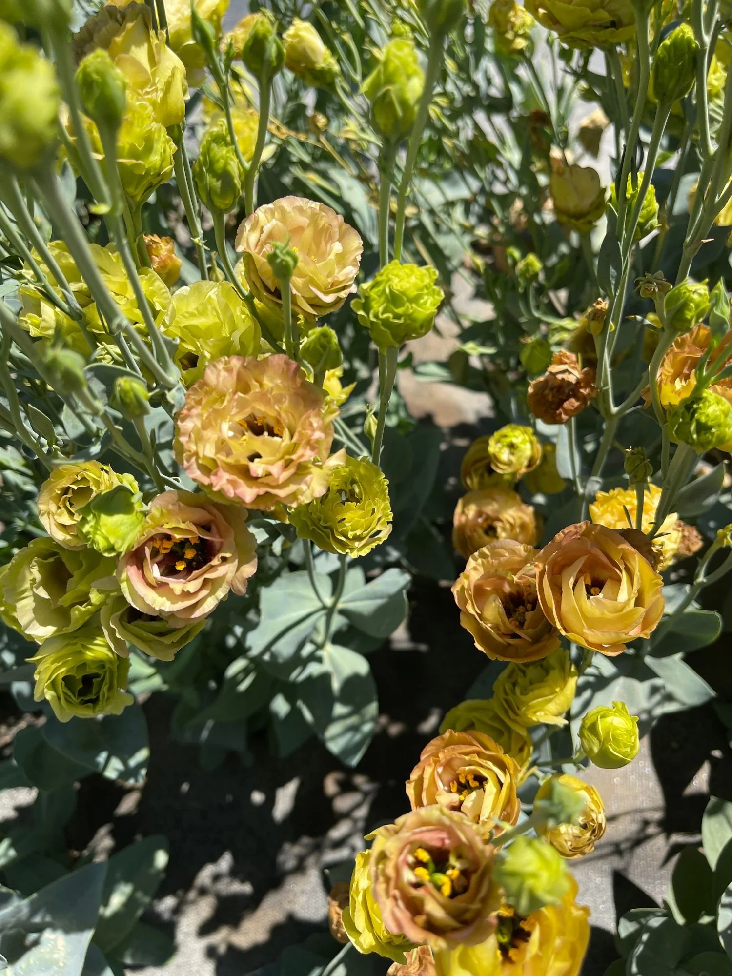 Lisianthus 'Rosanne Brown'