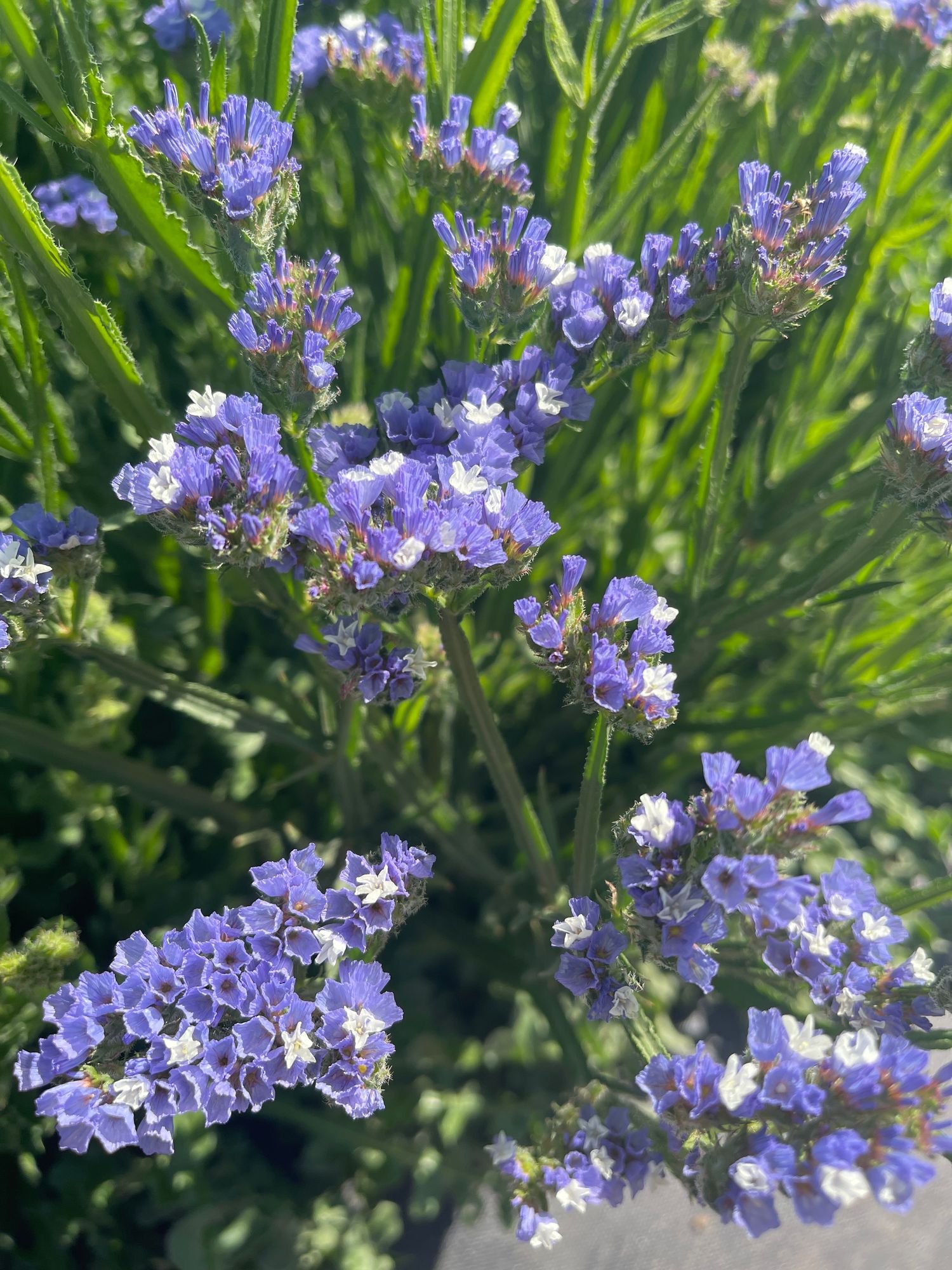 Statice 'QIS Pale Blue'