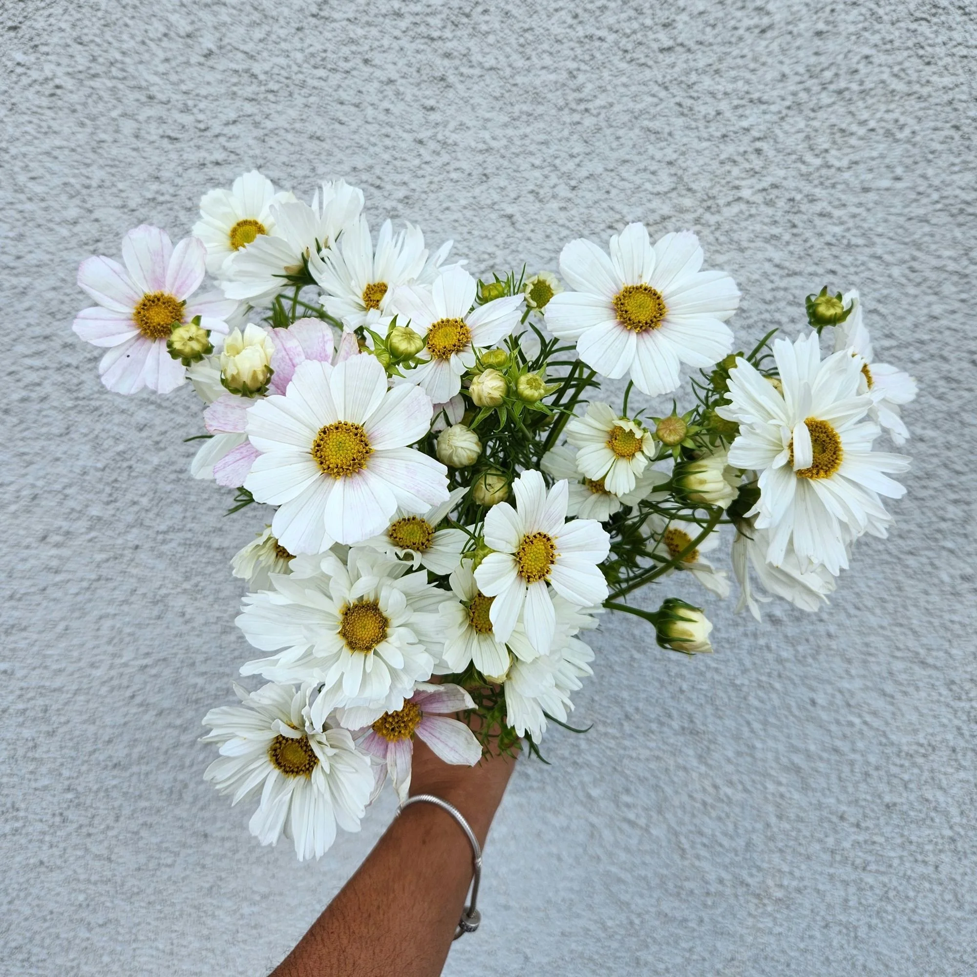Cosmos 'Versailles Flush'
