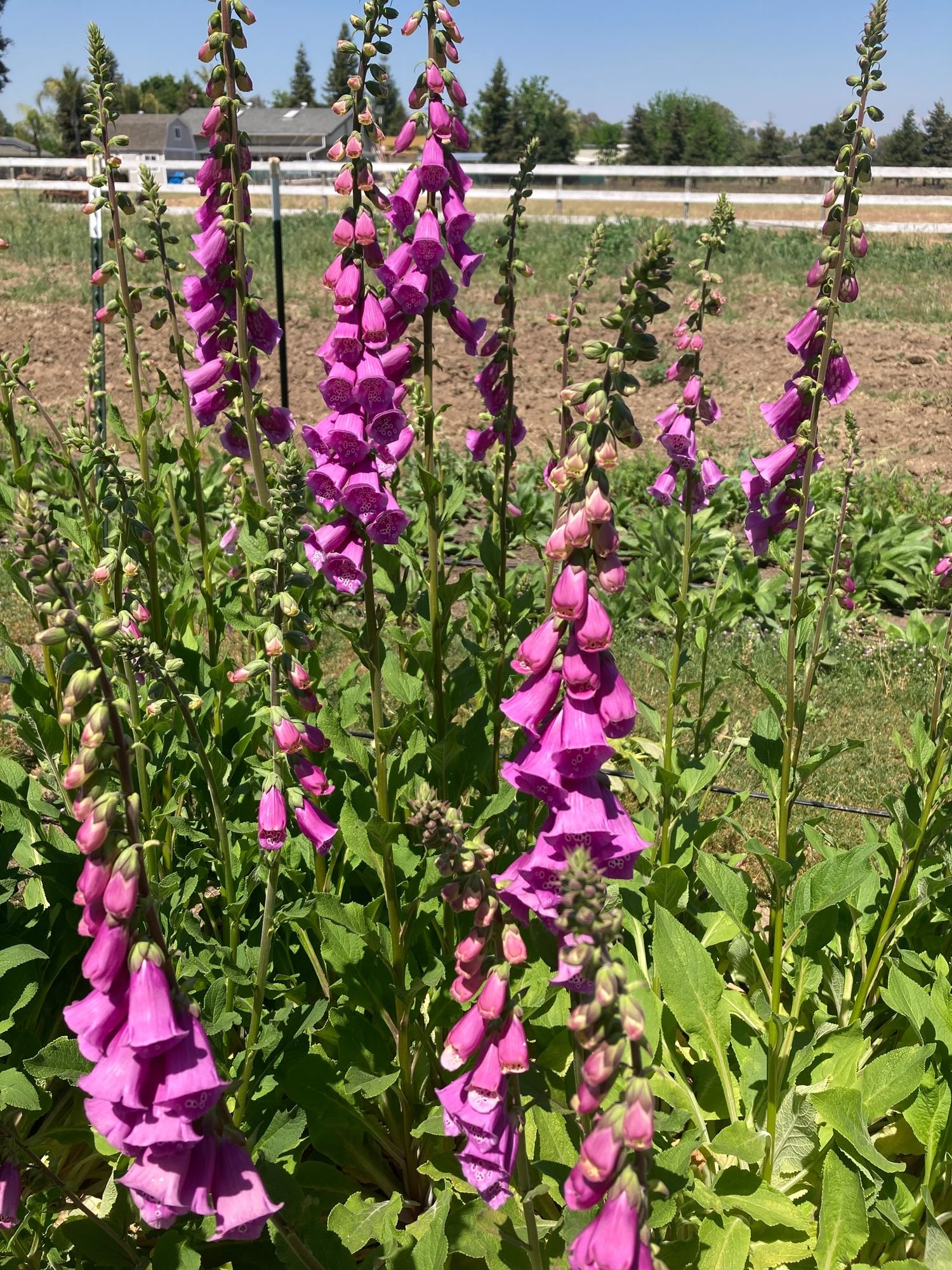 Foxglove 'Purple'