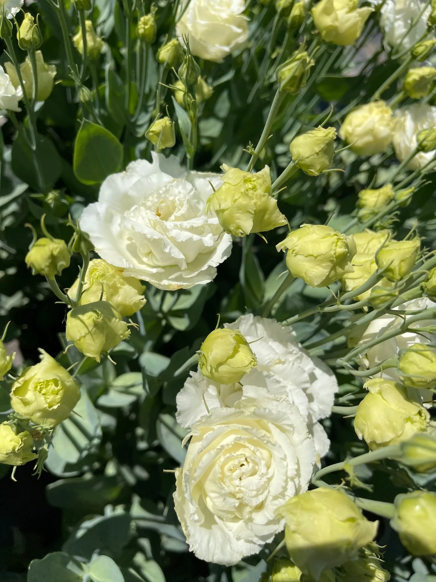 Lisianthus 'Voyage White'