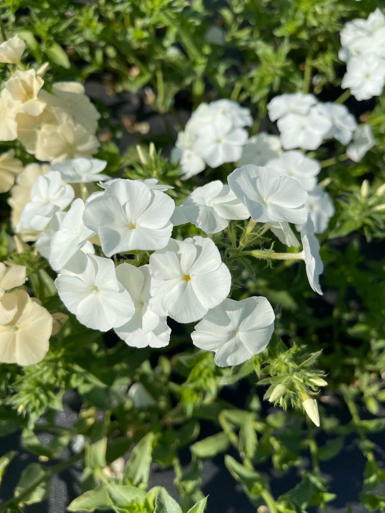 Phlox 'Whipped Cream'