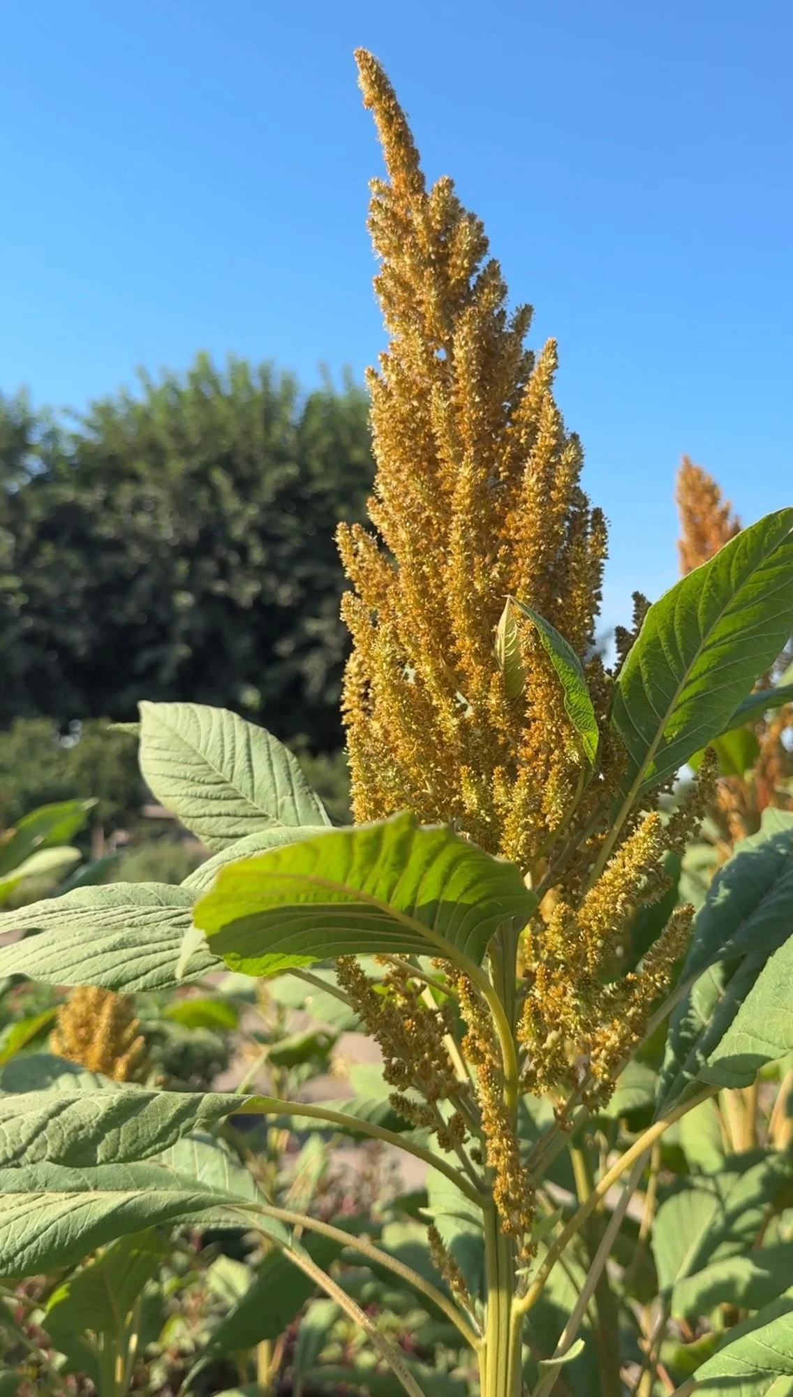 Amaranthus 'Hot Biscuits'