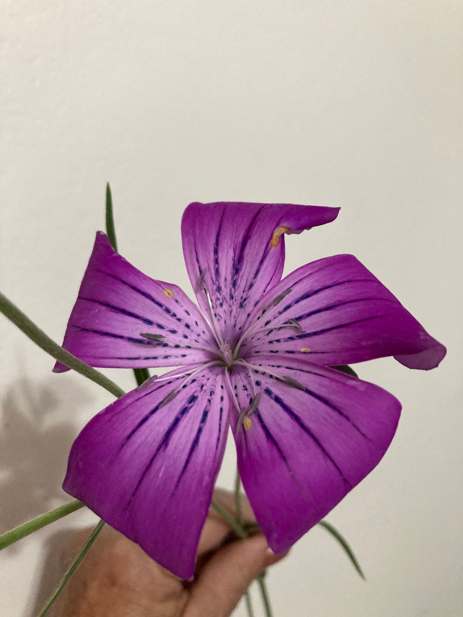 Agrostemma 'Purple Queen'