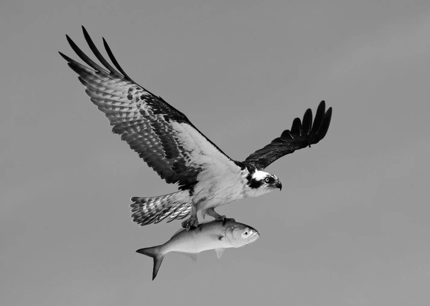 “Ospreys”
