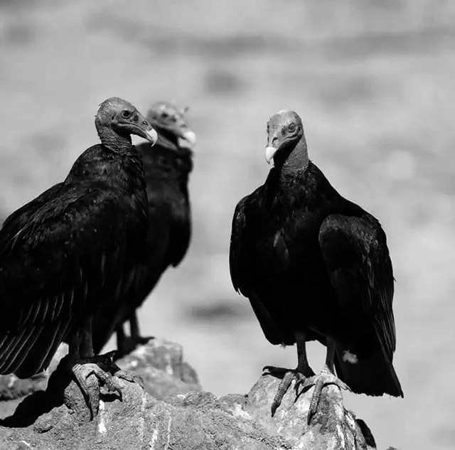 “Missing Vultures”