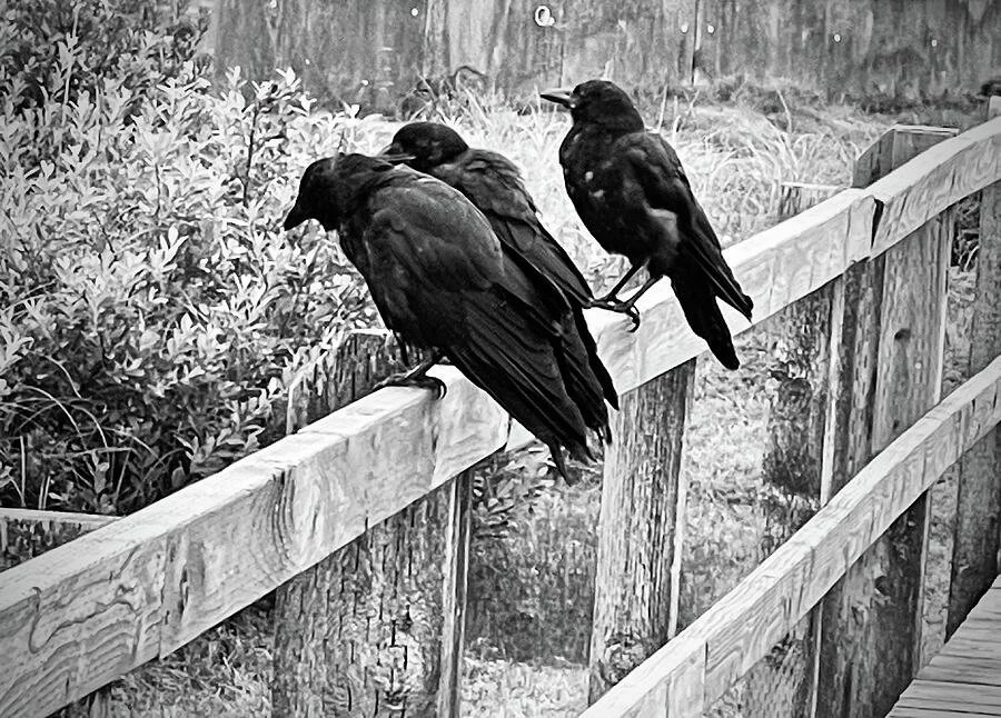 “Still Flag and Tattered”