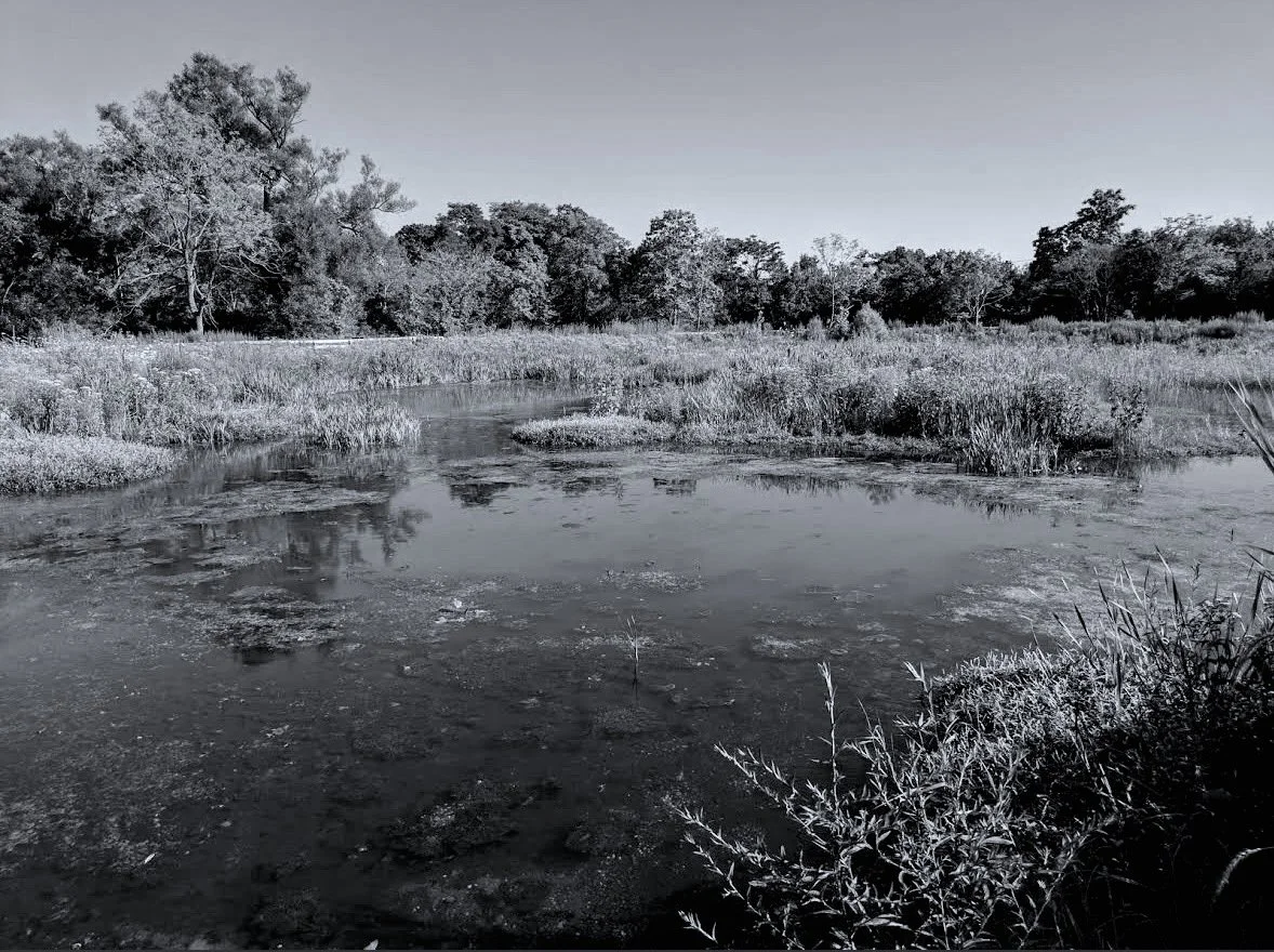 “Swan River, Preserve”