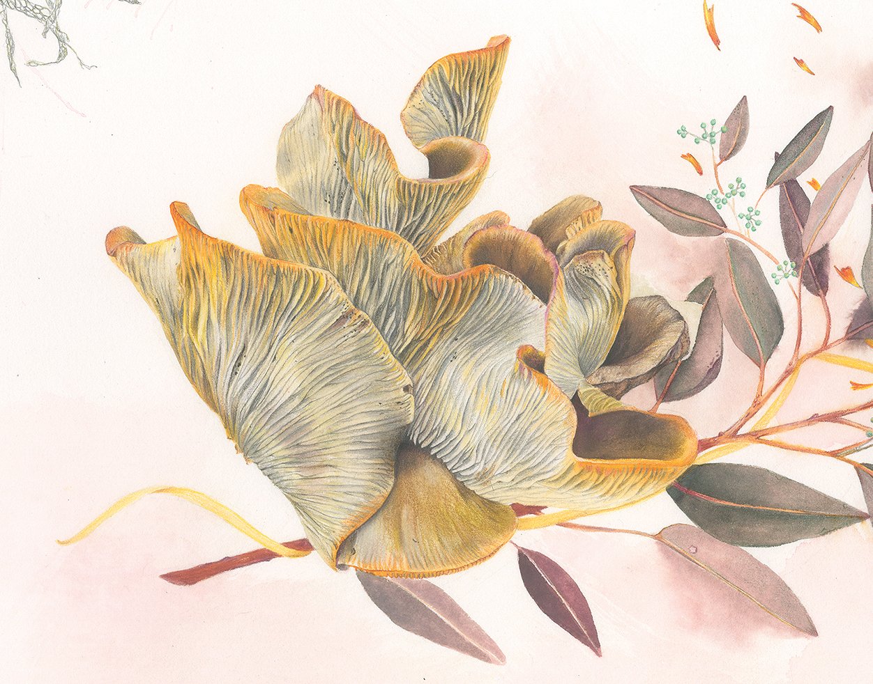 High_Mushroom Eucalyptus crop2.jpeg