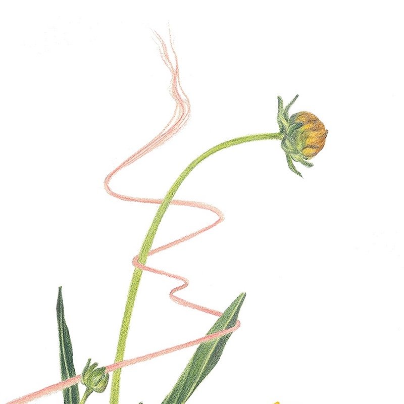 Coreopsis_Bouquet_highres crop3.jpeg