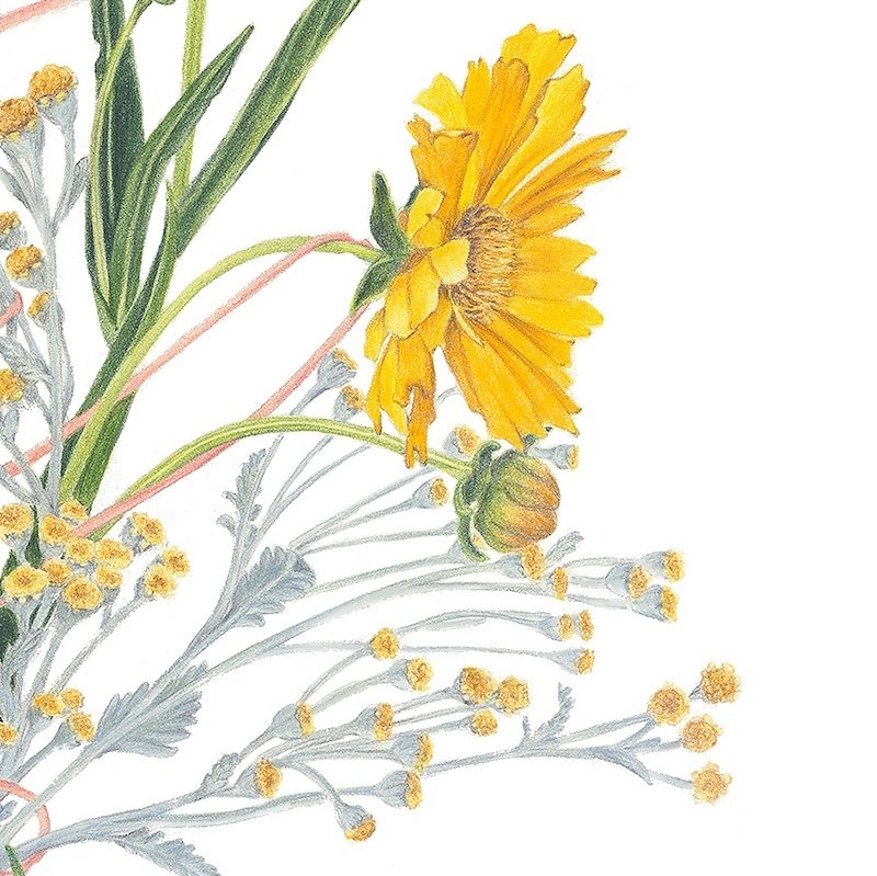 Coreopsis_Bouquet_highres crop2.jpeg