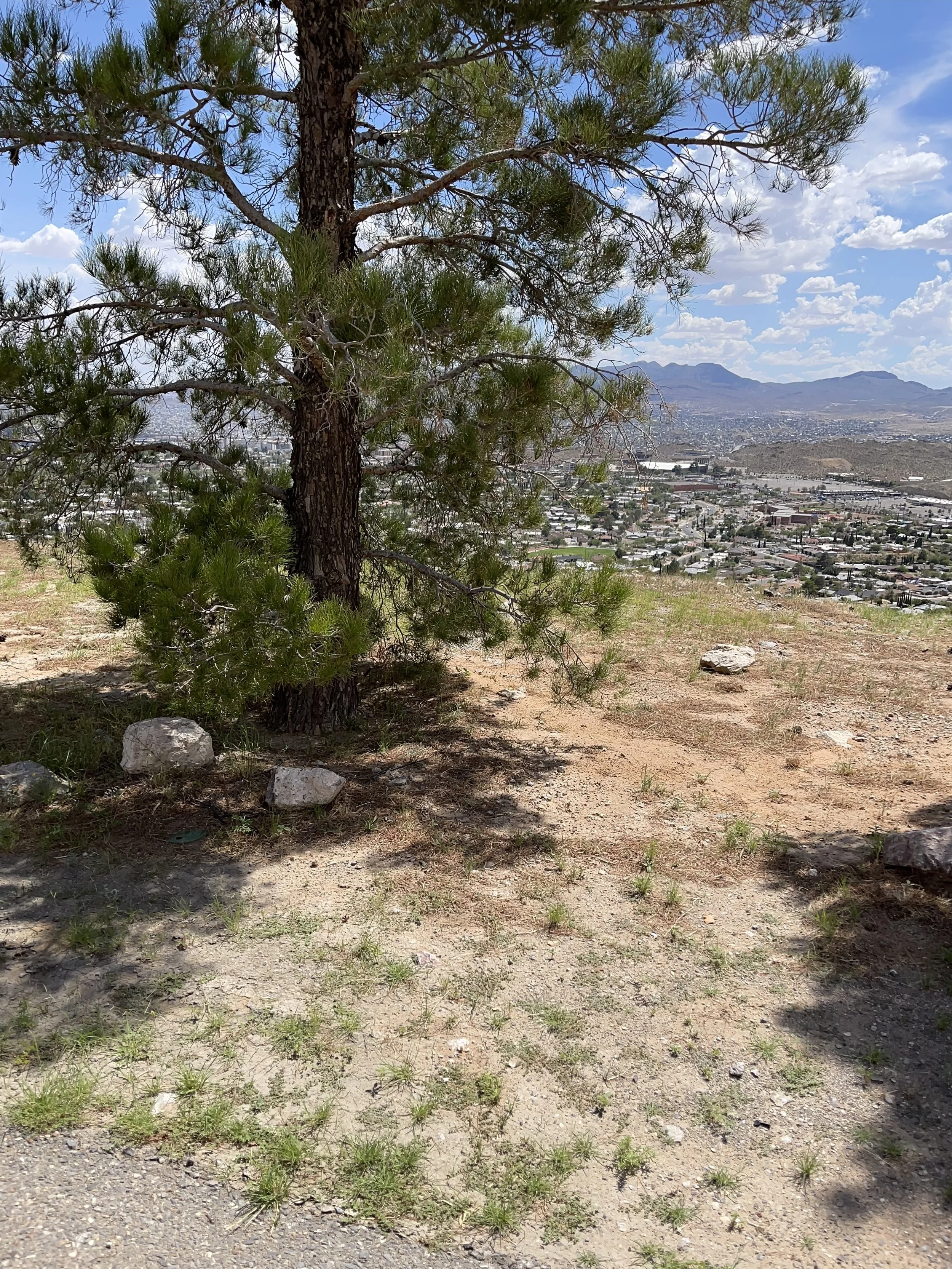 A tree on a hill with a cityscape and mountains in the background under a partly cloudy sky.