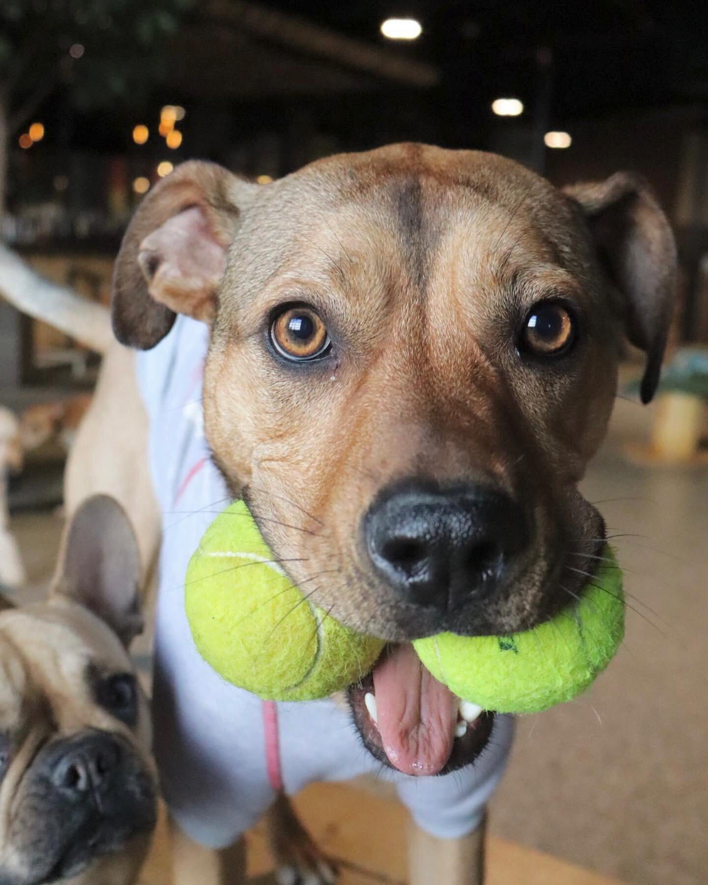 #TGIF Happy Fri-YAY! Wishing everyone a long weekend full of wet noses &amp; wagging tails 🤗🐾

#fridayfunday #toytime #doggiedaycarelife #friyay #bostondogs #park9dogbar #packplay