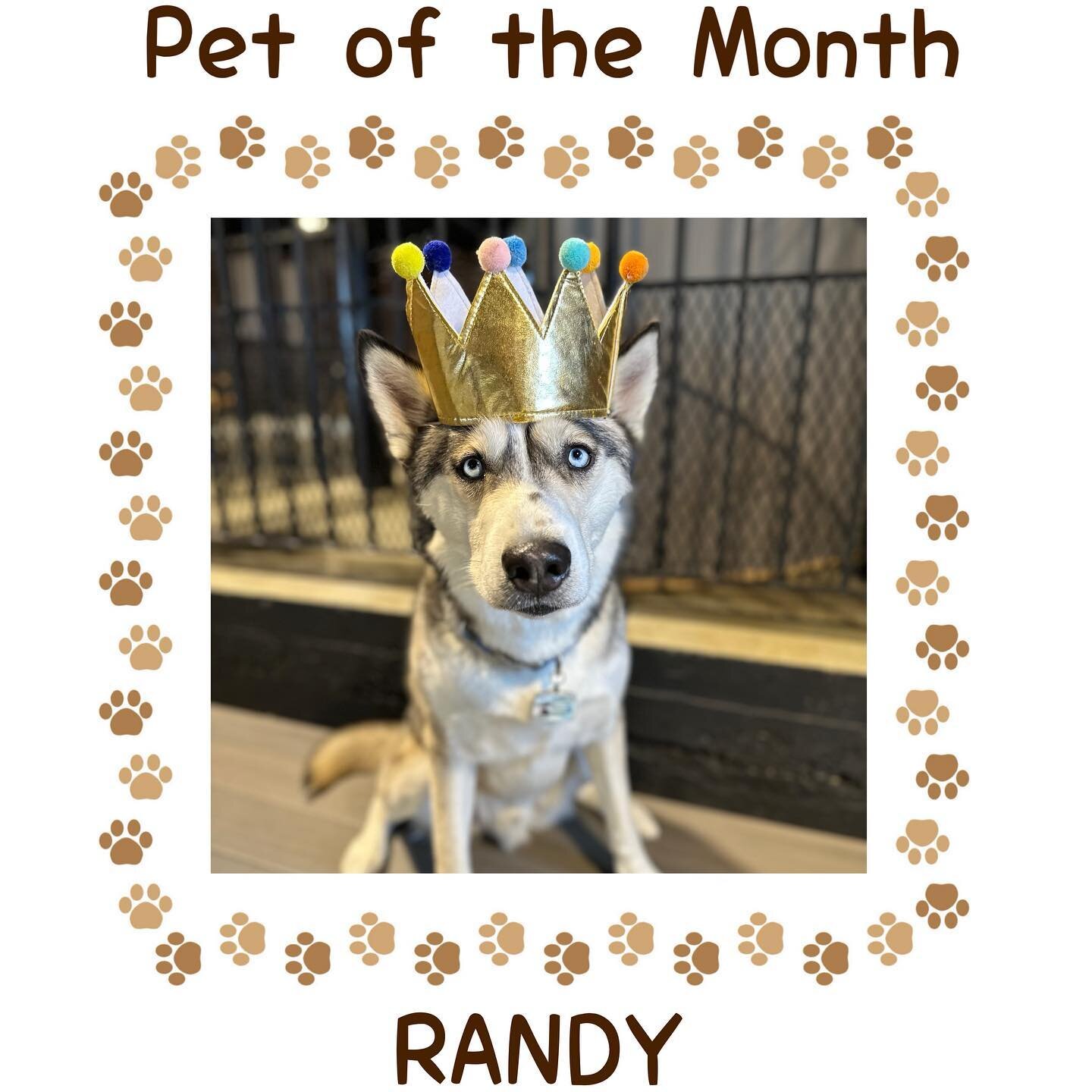 We would like to introduce a new segment and announce Randy as our March &ldquo;pet of the month&rdquo;!

Randy has been a frequent flyer here at Park-9 doggie daycare since end of October 2023. 
He&rsquo;s your typical husky; loves being outside in 