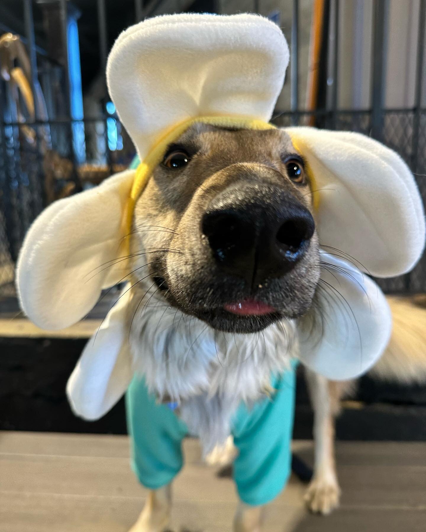 Happy first day of Spring! 🌼
We&rsquo;re always livin&rsquo; life in full bloom at Park-9! 

#springhassprung #firstdayofspring #flowerpower #dogmodels #bostondogs #doggiedaycarefun