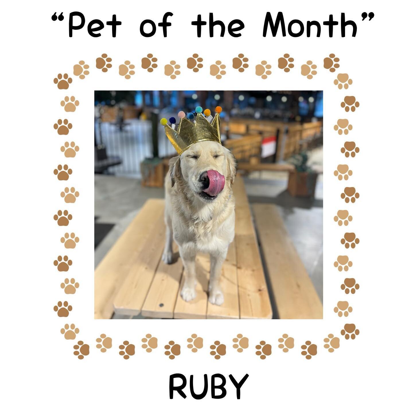 Introducing April&rsquo;s &ldquo;pet of the month&rdquo; - Ruby the Golden! ✨ Ruby has been attending Park-9 doggie daycare since our FIRST day, way back last April! 
She has always been a friendly face around here - she&rsquo;s your typical Golden! 