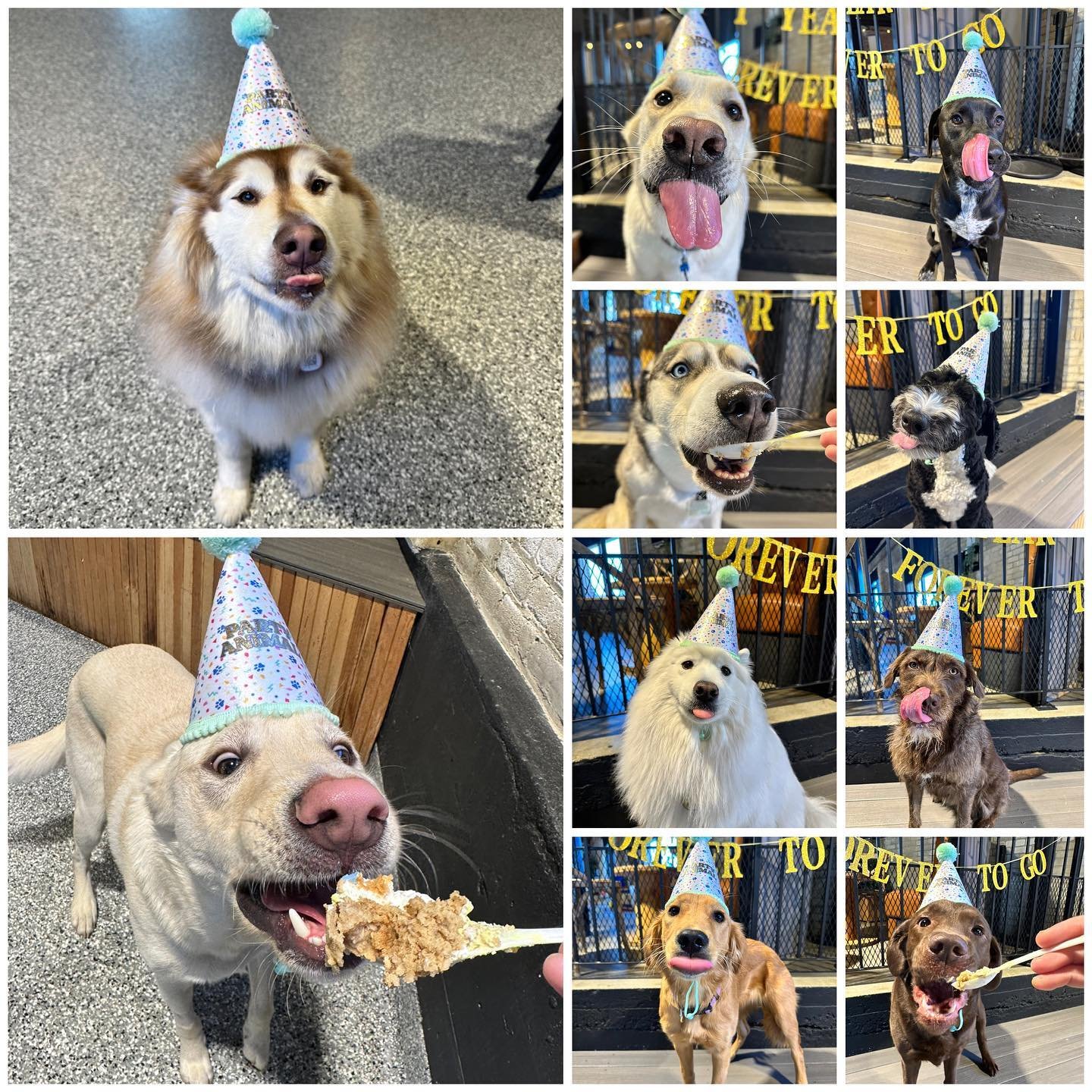 365 days of wet noses &amp; wagging tails! 
Today marks 1-year since Park-9&rsquo;s first day of doggie daycare!

We started with 3-4 dogs a day&hellip;
Now, we&rsquo;re seeing 30-40 dogs a day! 🤩👏🏼

Of course NONE of this would be possible withou