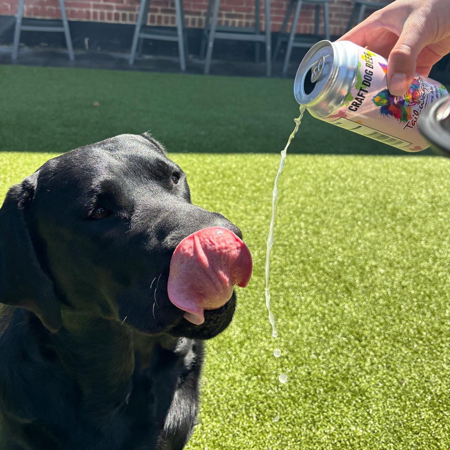 Happy #ThirstyThursday !! 🍻🍻
What kind of dog bar would we be if we didn&rsquo;t have drinks for the pups too?! 
Our &ldquo;Tail Waggers&rdquo; dog beer will do just that for your pup! 🐶

#tailwaggers #dogbeer #fyp #cheerstothat #drinkup #fridayjr