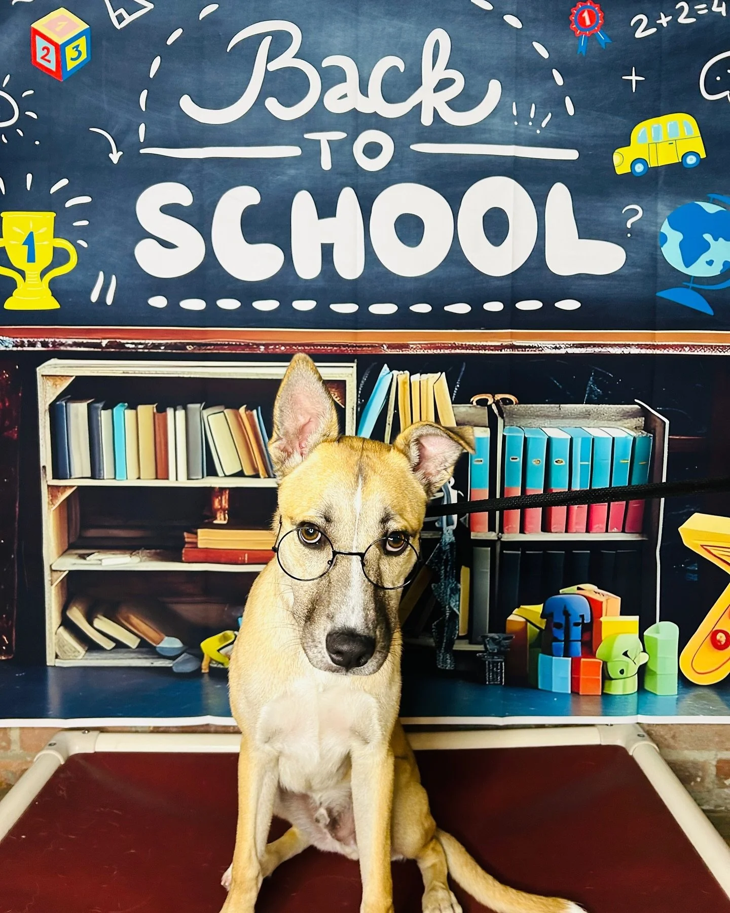 School&rsquo;s in session, and these pups are top of the class!🌟🎓

#backtoschool #schoolpictures #dogschool #doggiedaycarefun #dogphotography #classisinsession #topoftheclass #teacherspet