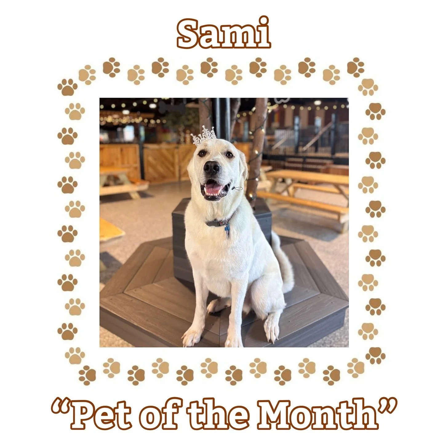 Introducing our dog daycare September &ldquo;pet of the month&rdquo; &mdash; Sami! 
Sami started with us in January. He&rsquo;s been nothing but a pleasure to have &mdash; so sweet &amp; super chill :) He&rsquo;s such a gentle giant.
Sami loves to go