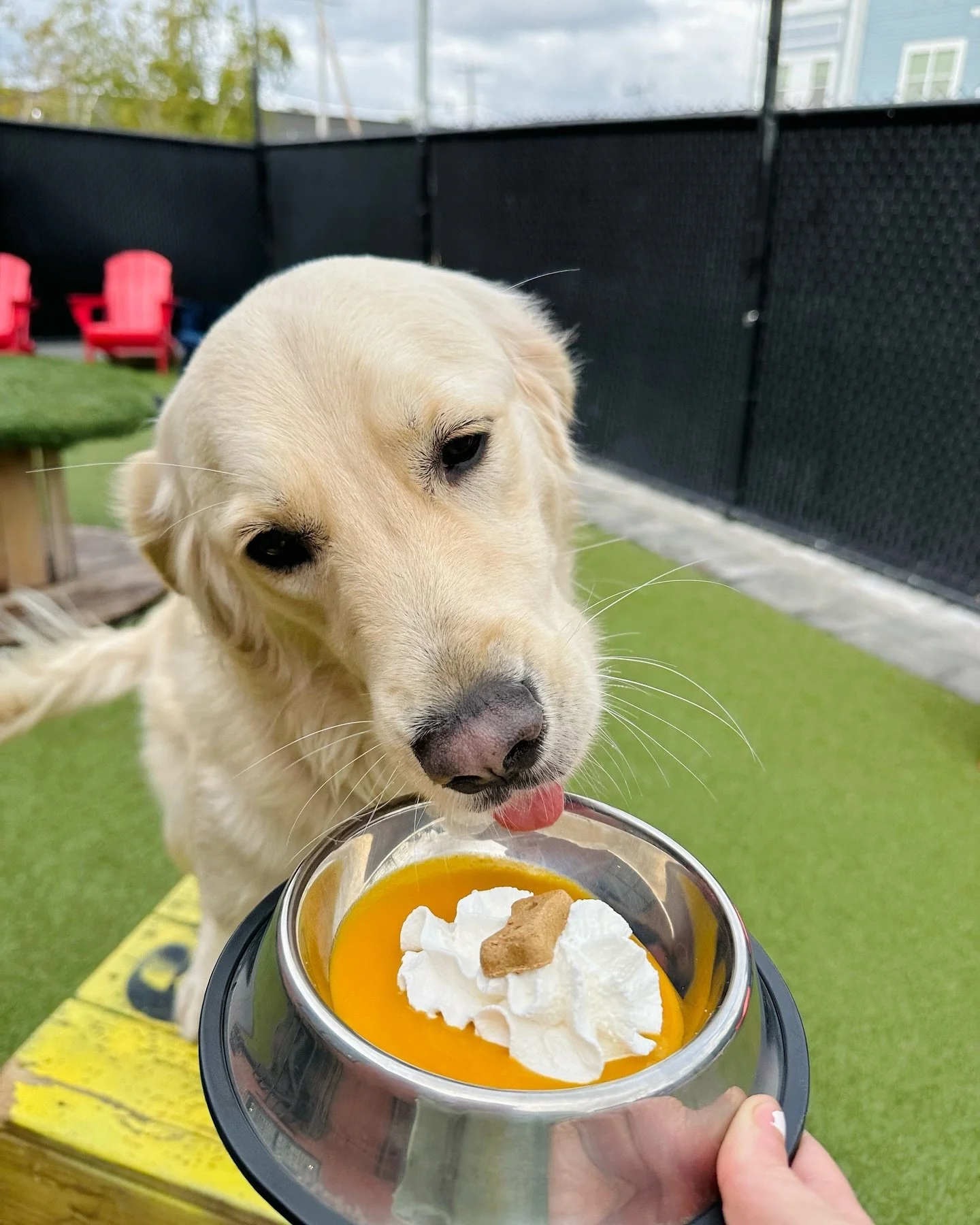Happy October 1st! We&rsquo;re kick-starting spooky season with a Fall favorite - dog-friendly pumpkin spice lattes!

Don&rsquo;t forget - we have a HOOMAN version on our new Fall cocktail menu 👀 Bar opens at 5pm - daycare dogs receive free entry af