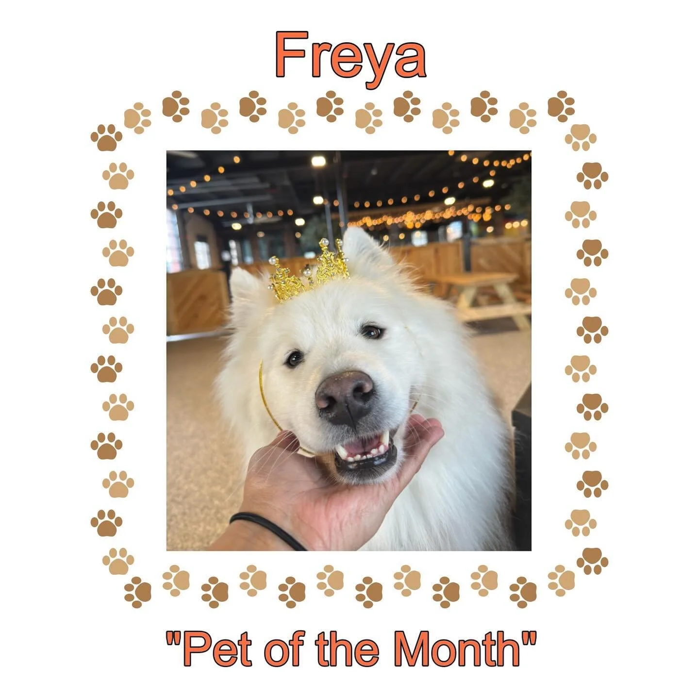 Introducing our October &ldquo;pet of the month&rdquo; - Freya the samoyed!
She&rsquo;s been coming to Park-9 dog daycare for over 1 year now !!
Freya can be a lil shy, always sweet, and she&rsquo;s a BIG flirt lol. She&rsquo;s come a long way, and w