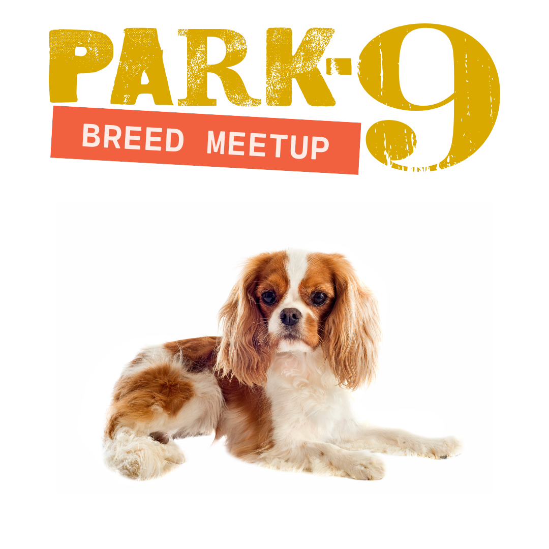 Cavalier King Charles/Spaniels Meetup