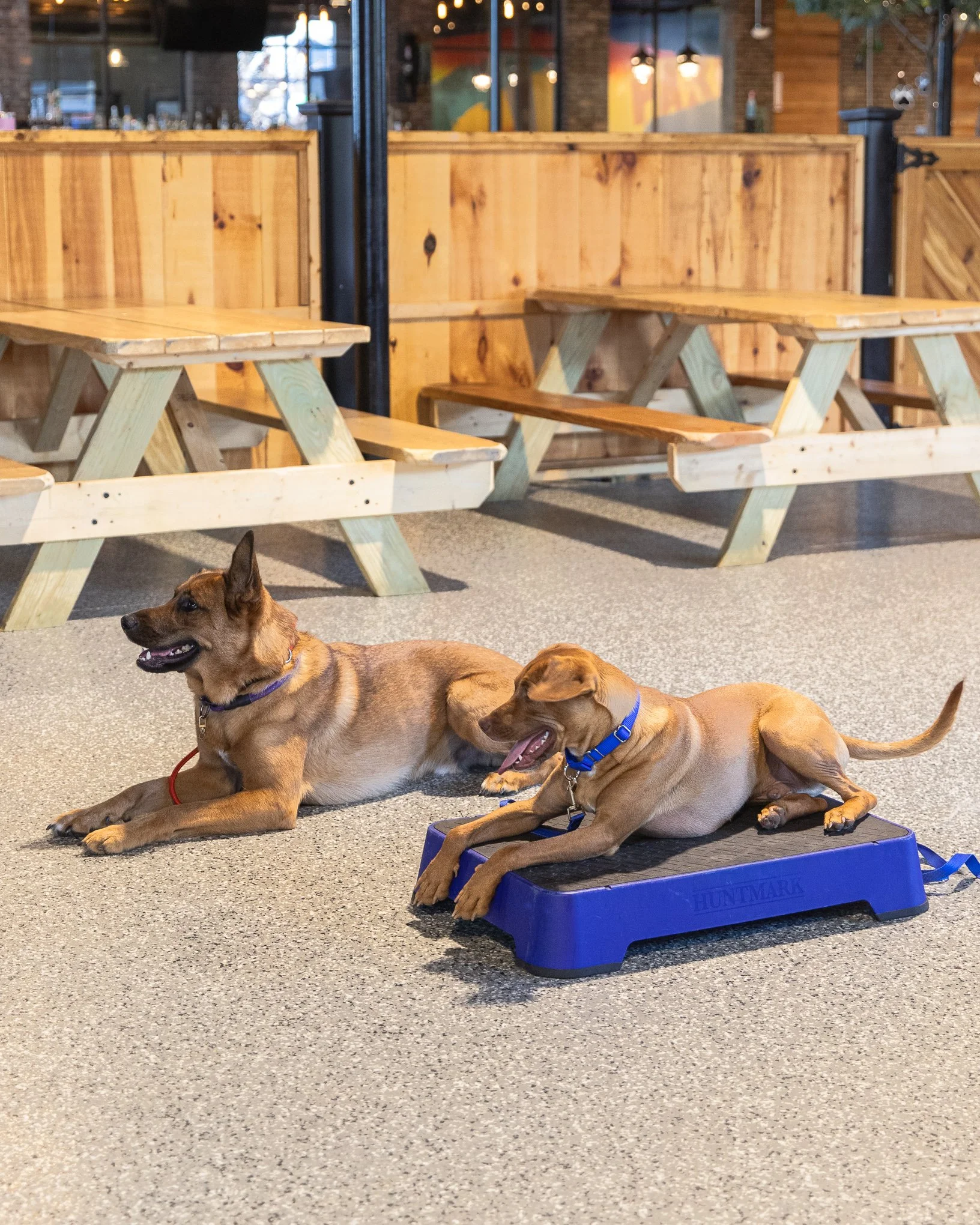 Group Intermediate Obedience Course